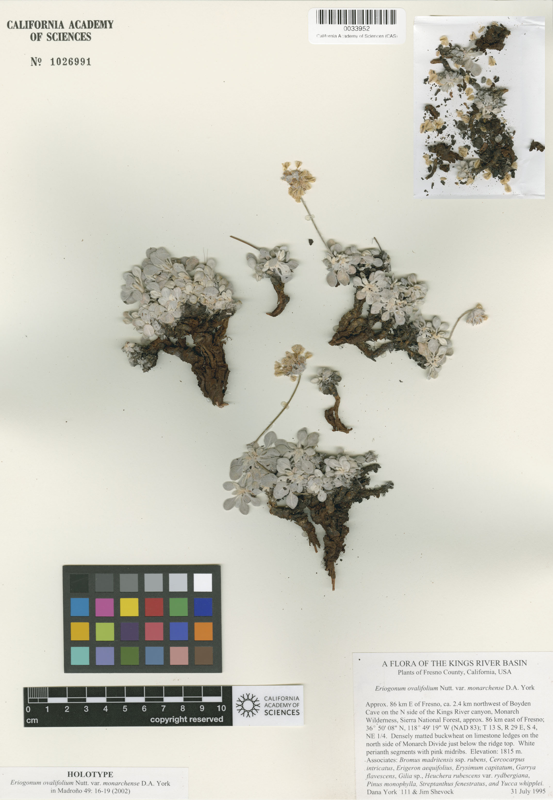 Eriogonum ovalifolium var. monarchense image