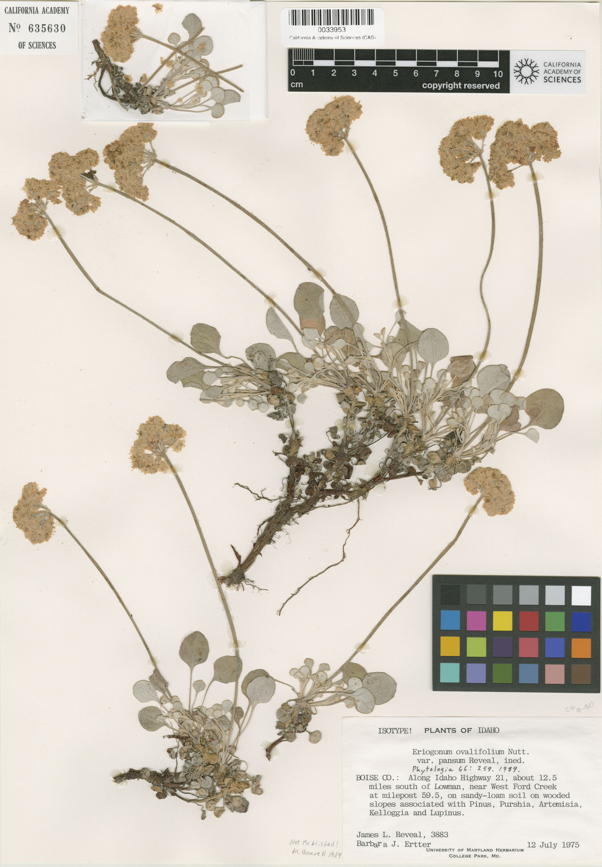Eriogonum ovalifolium image