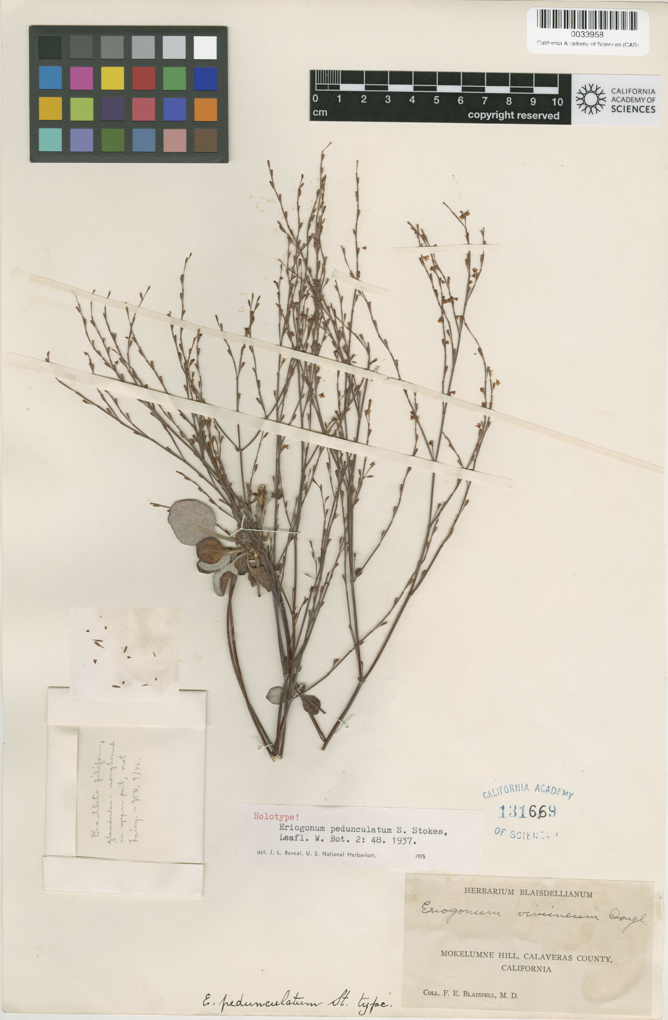 Eriogonum pedunculatum image