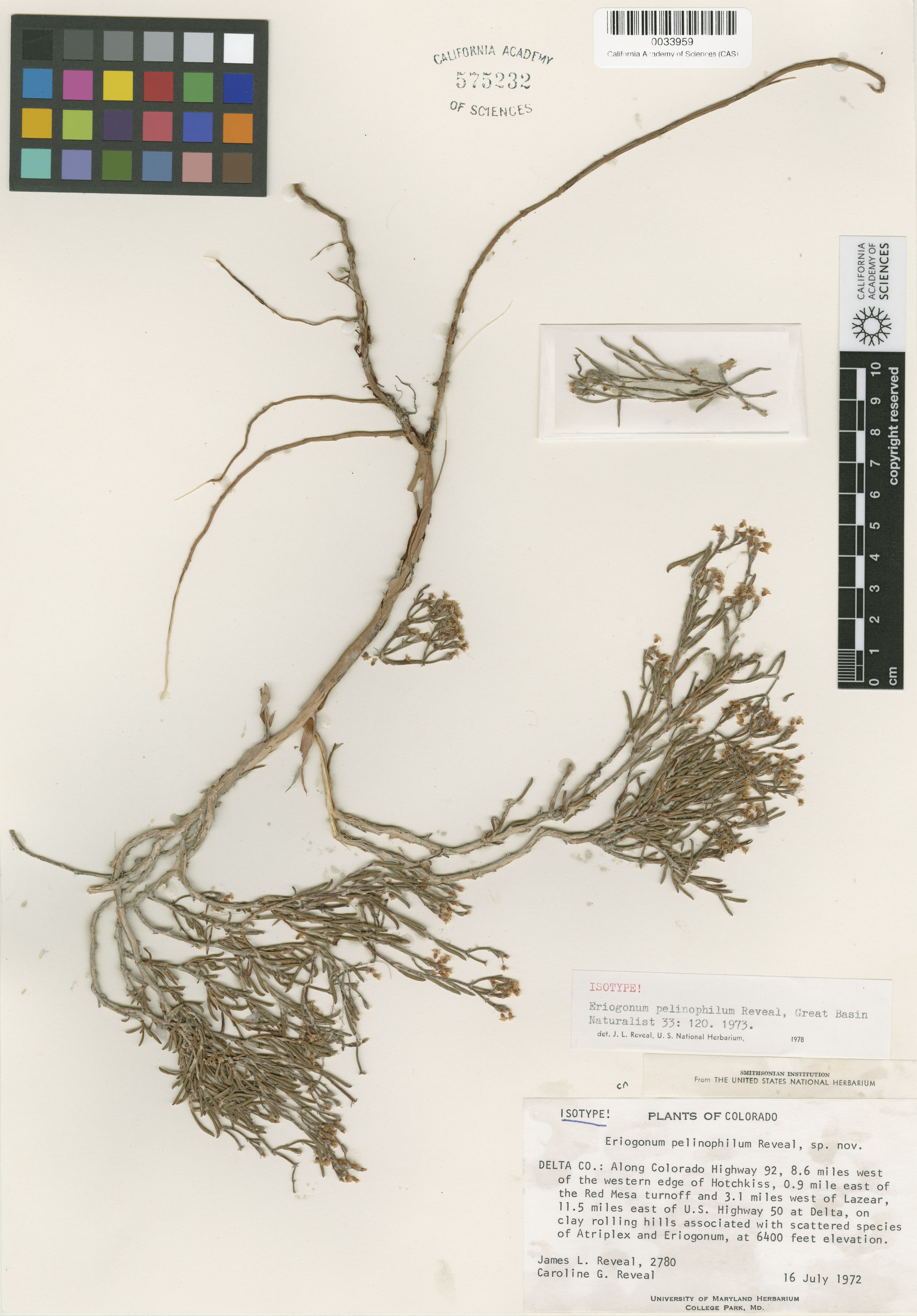 Eriogonum pelinophilum image