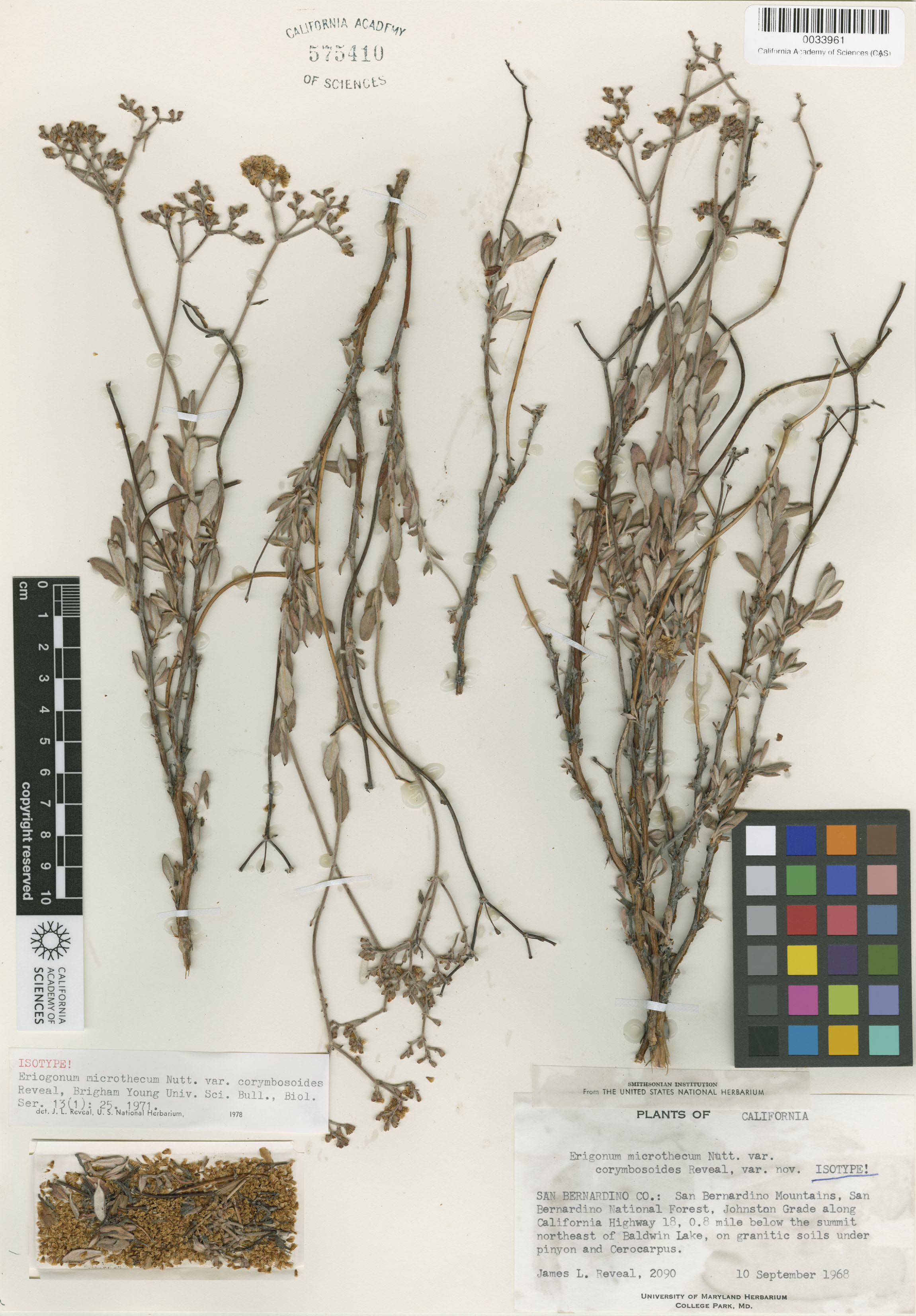 Eriogonum microthecum var. corymbosoides image