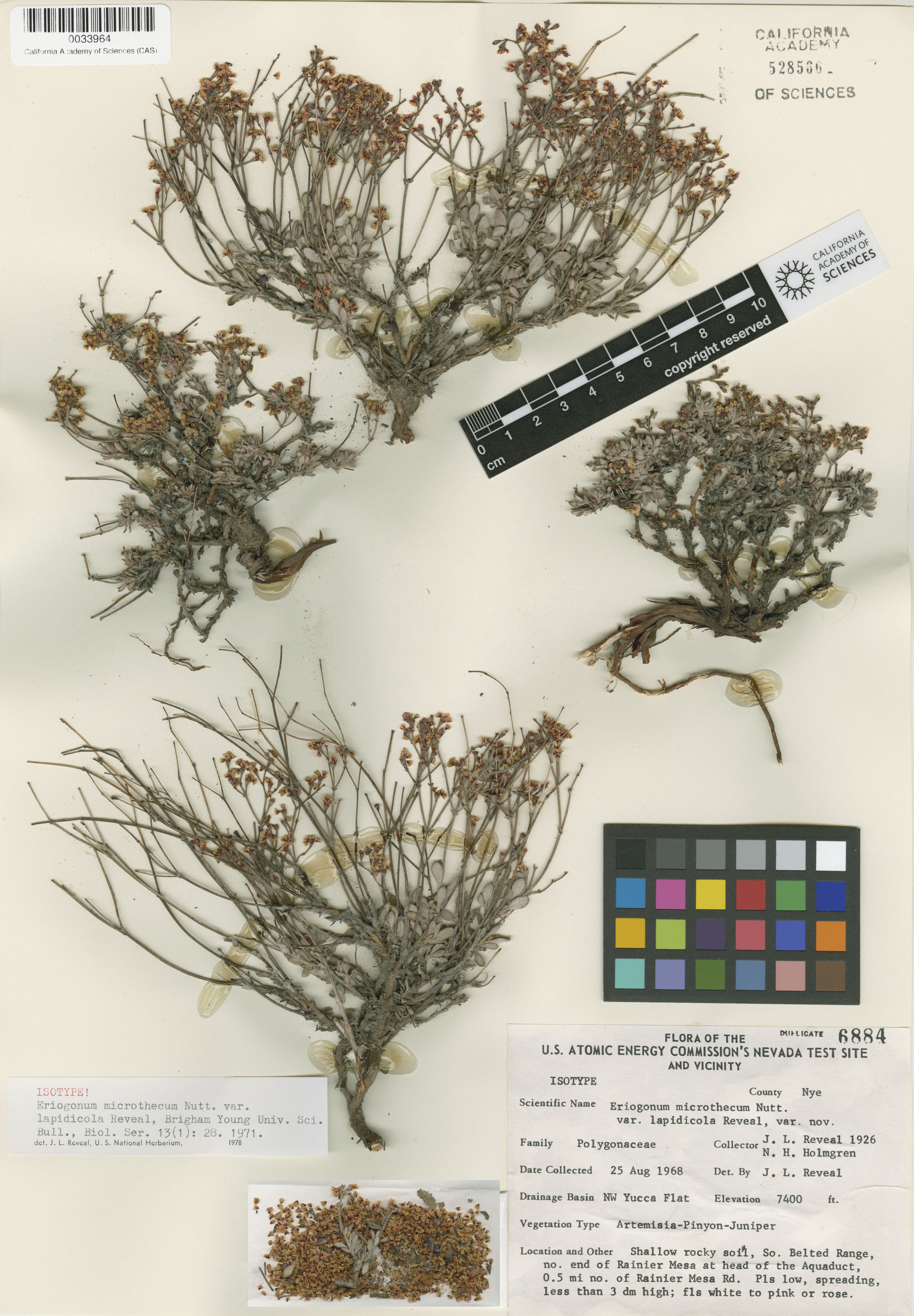 Eriogonum microthecum var. lapidicola image