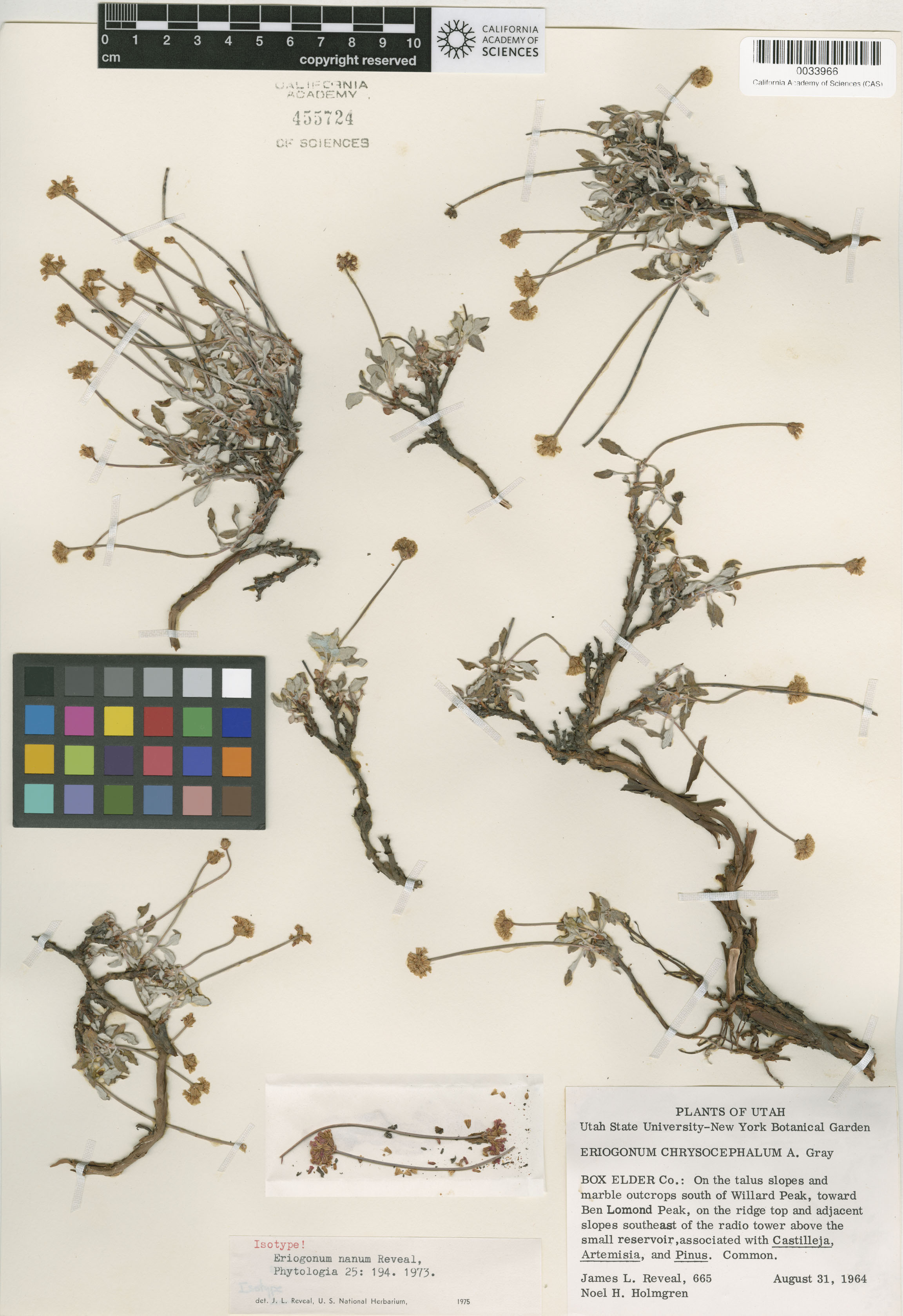 Eriogonum nanum image