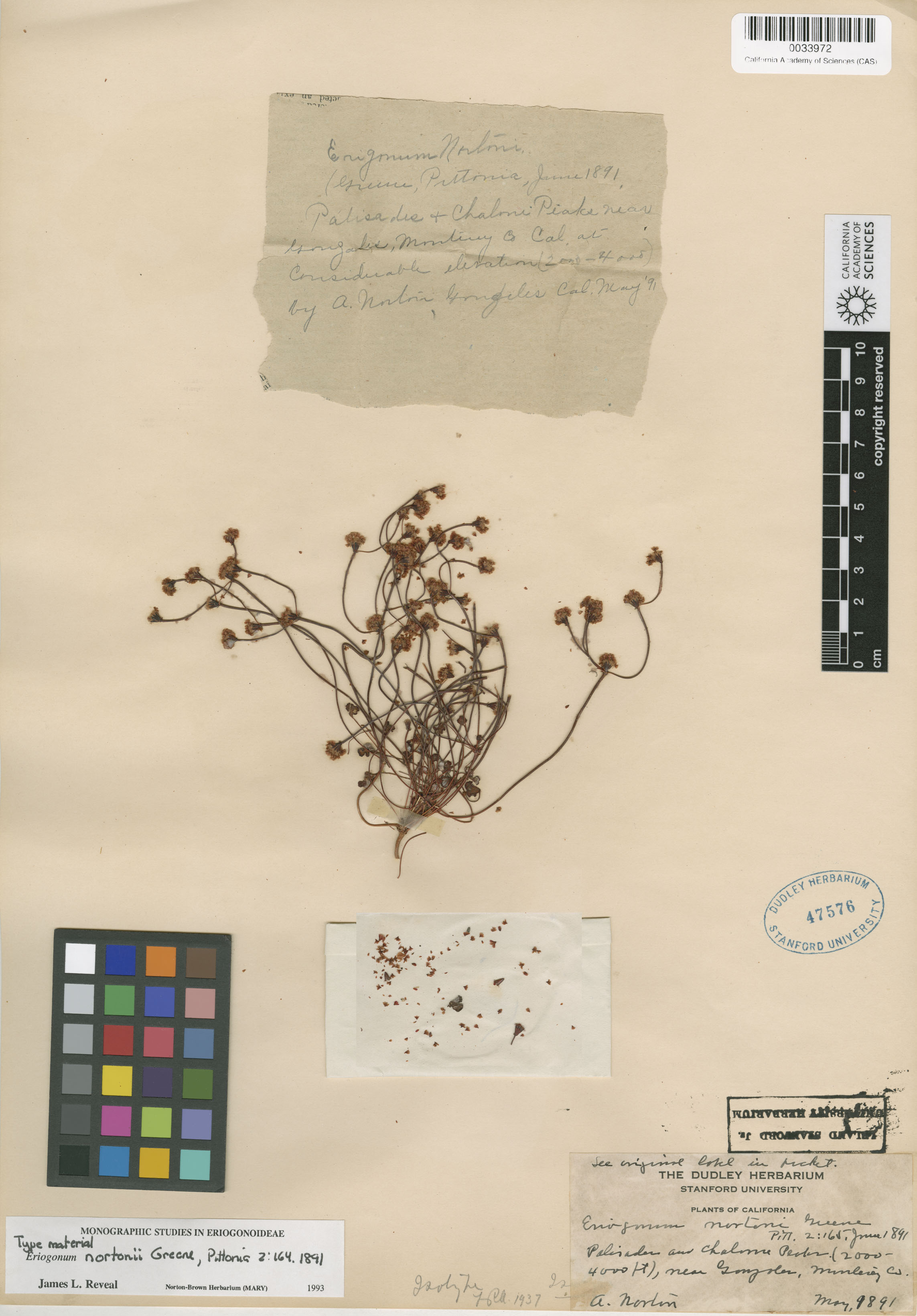 Eriogonum nortonii image