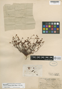 Eriogonum nortonii image