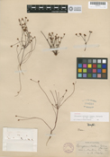Eriogonum nortonii image