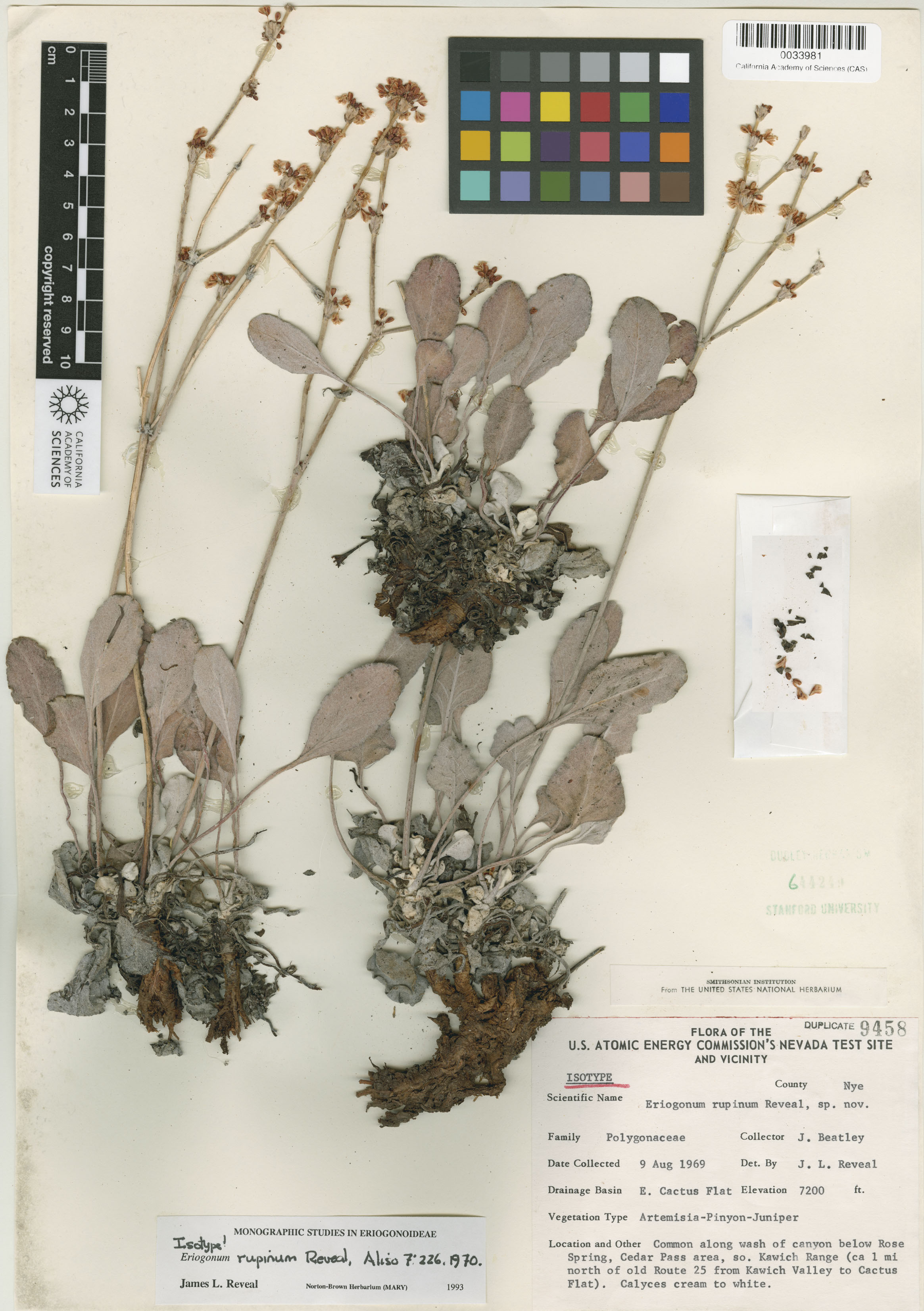 Eriogonum rupinum image