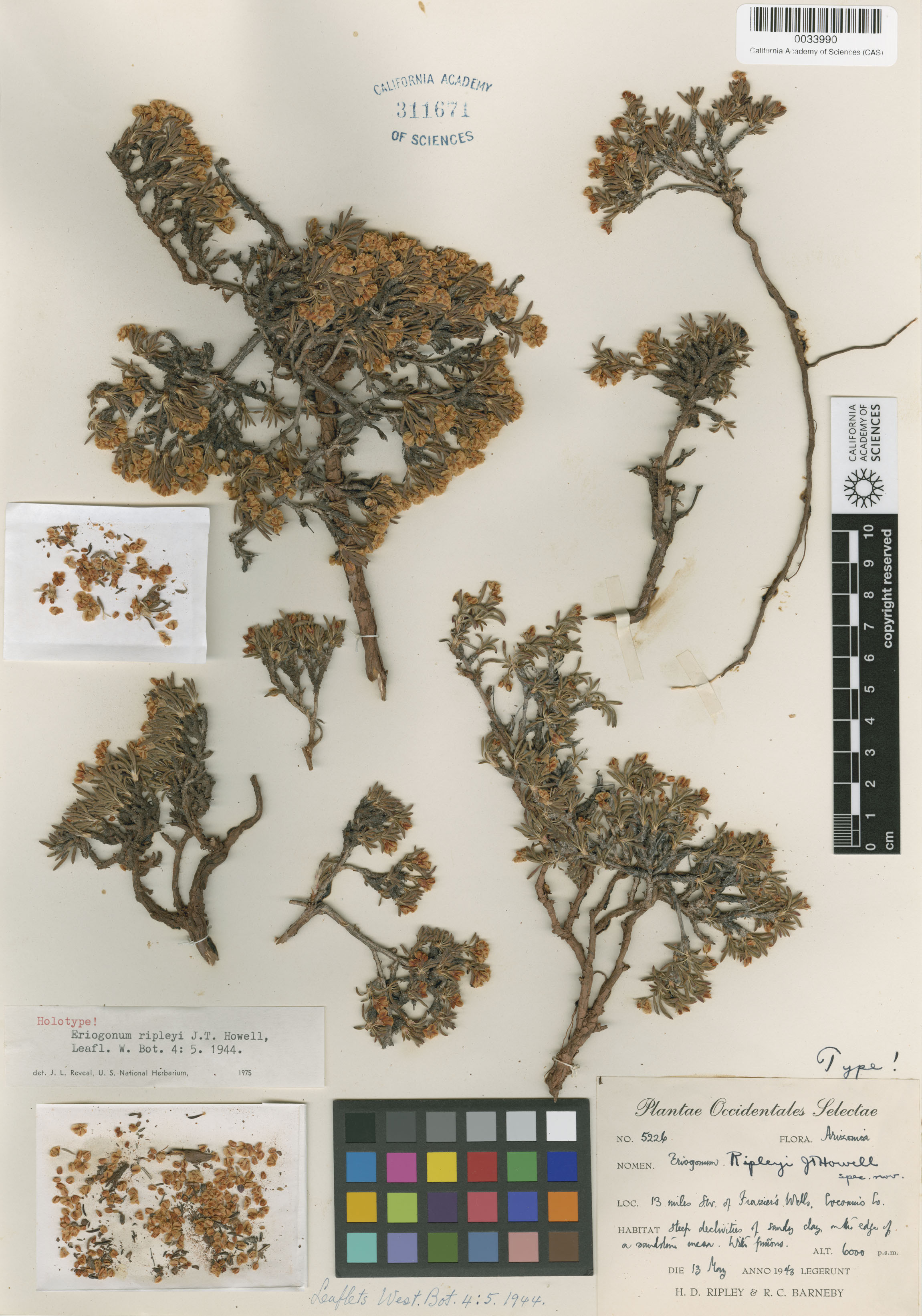 Eriogonum ripleyi image