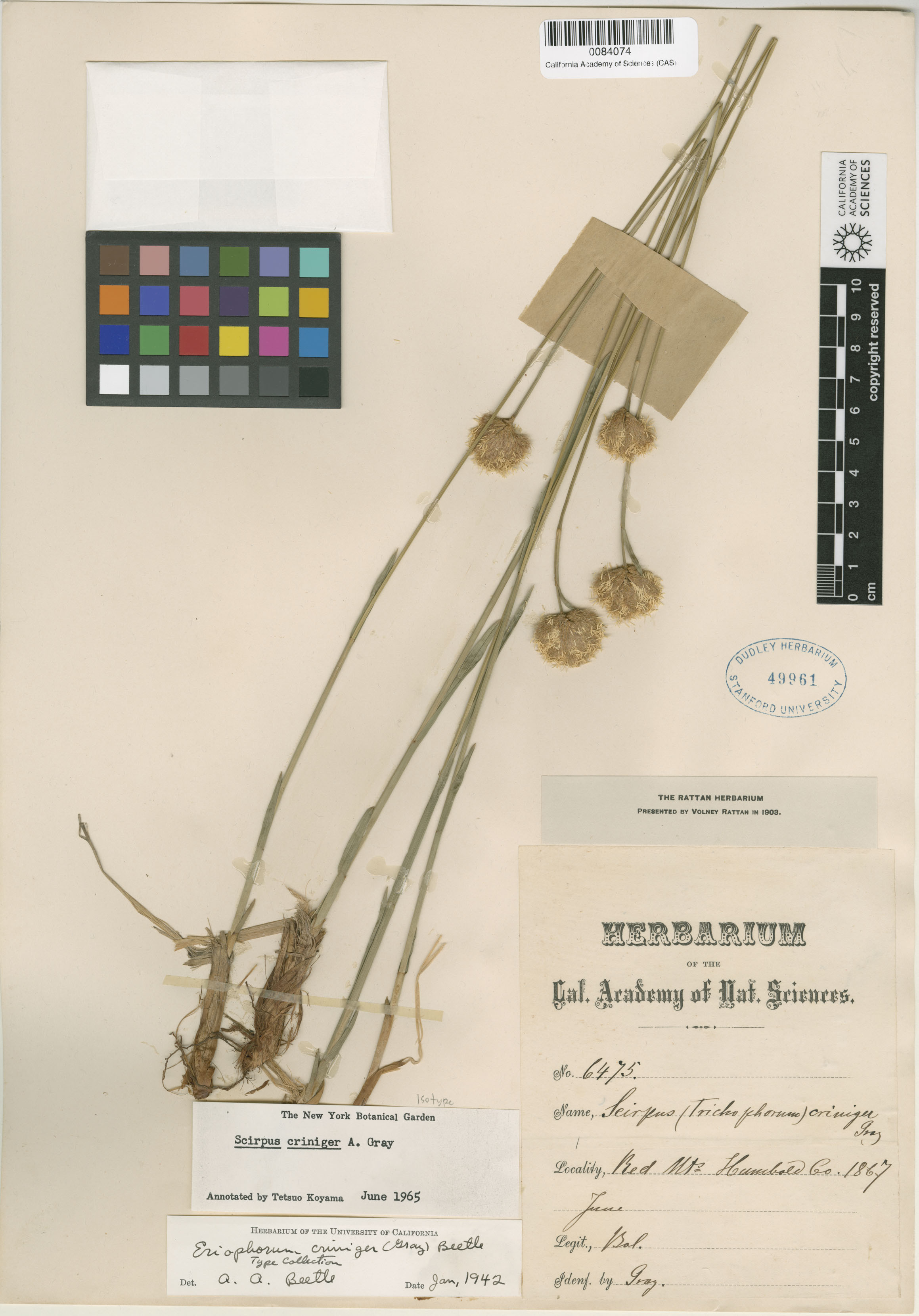 Eriophorum crinigerum image