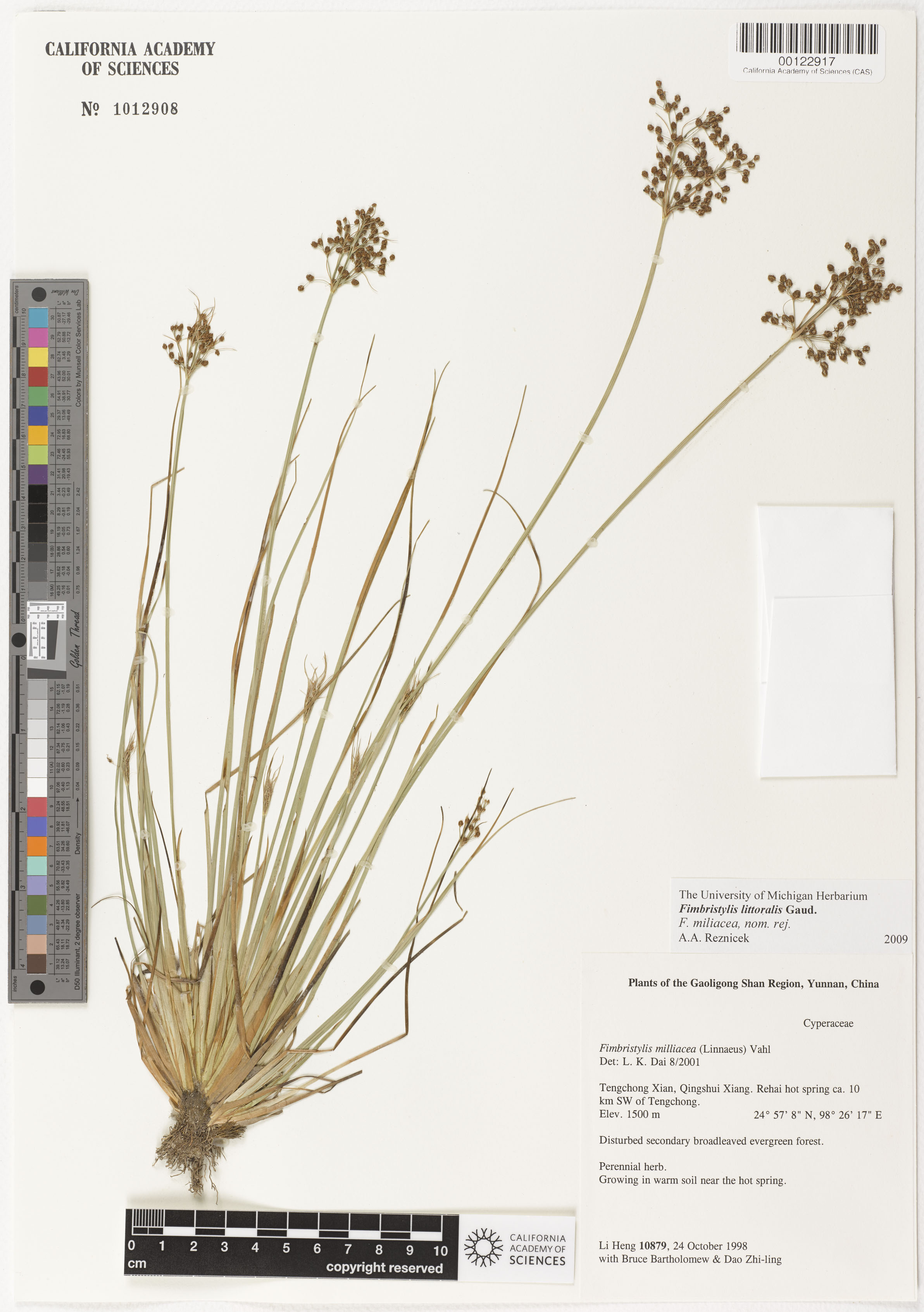 Fimbristylis littoralis image