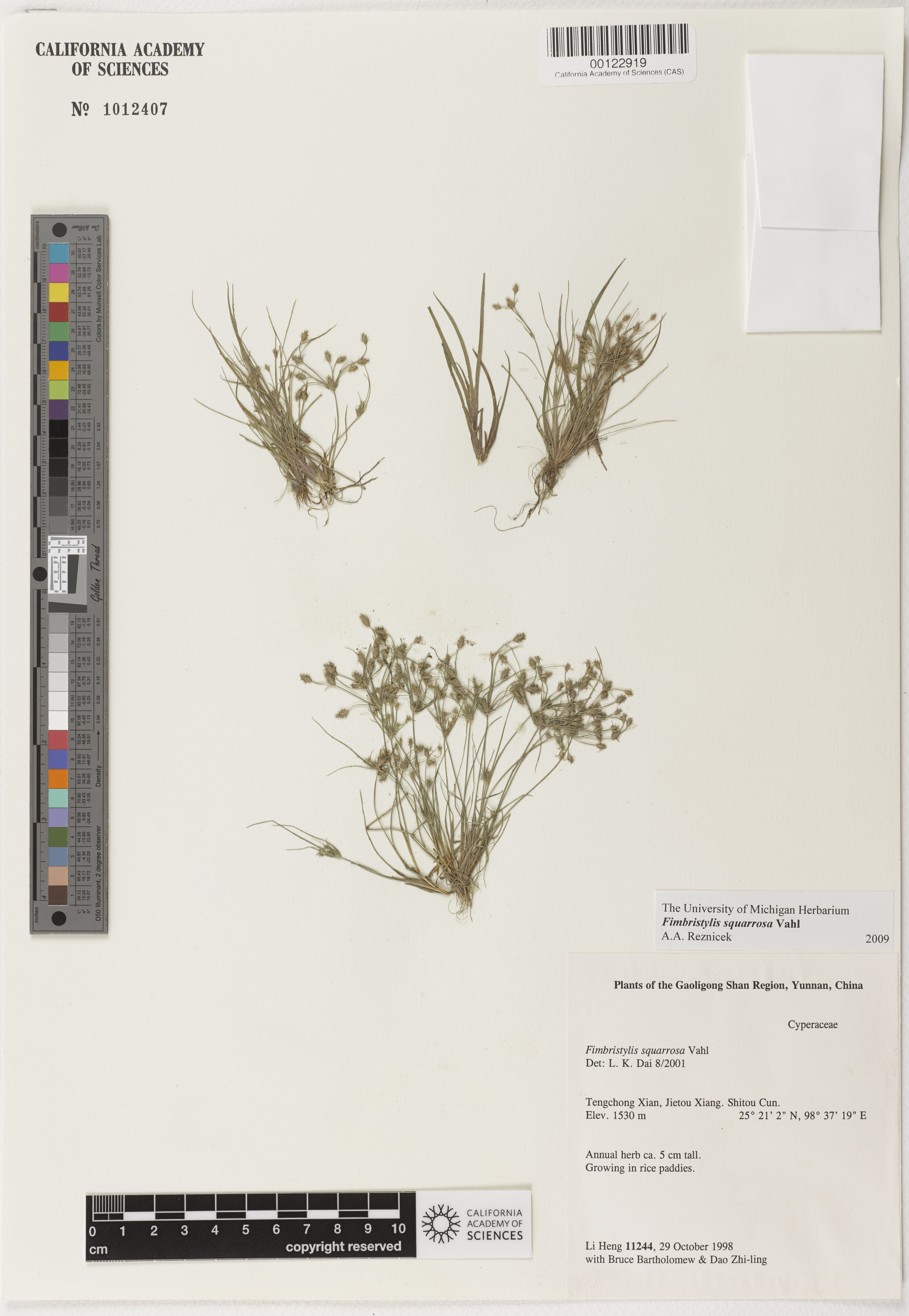 Fimbristylis squarrosa image