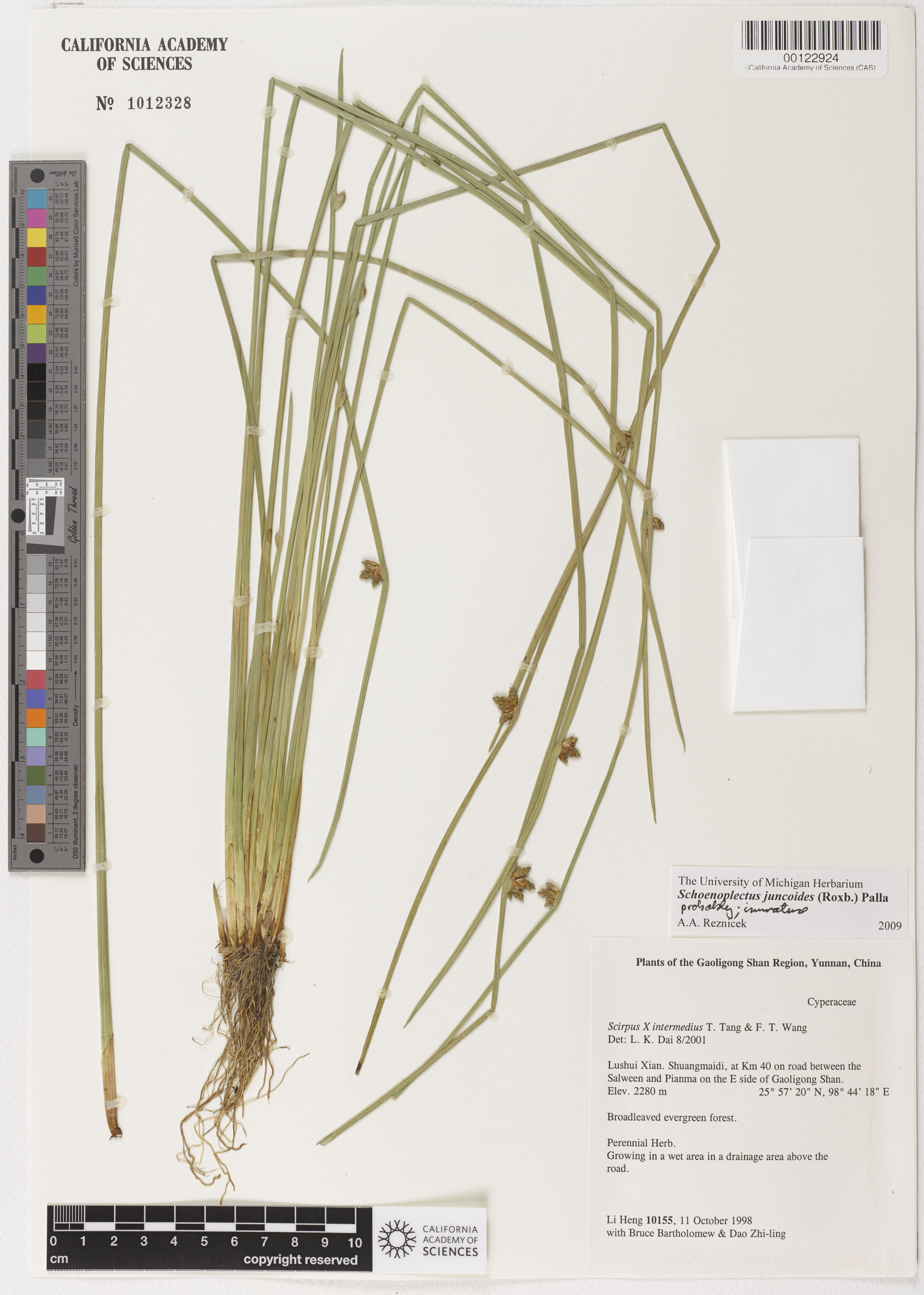 Schoenoplectus juncoides image