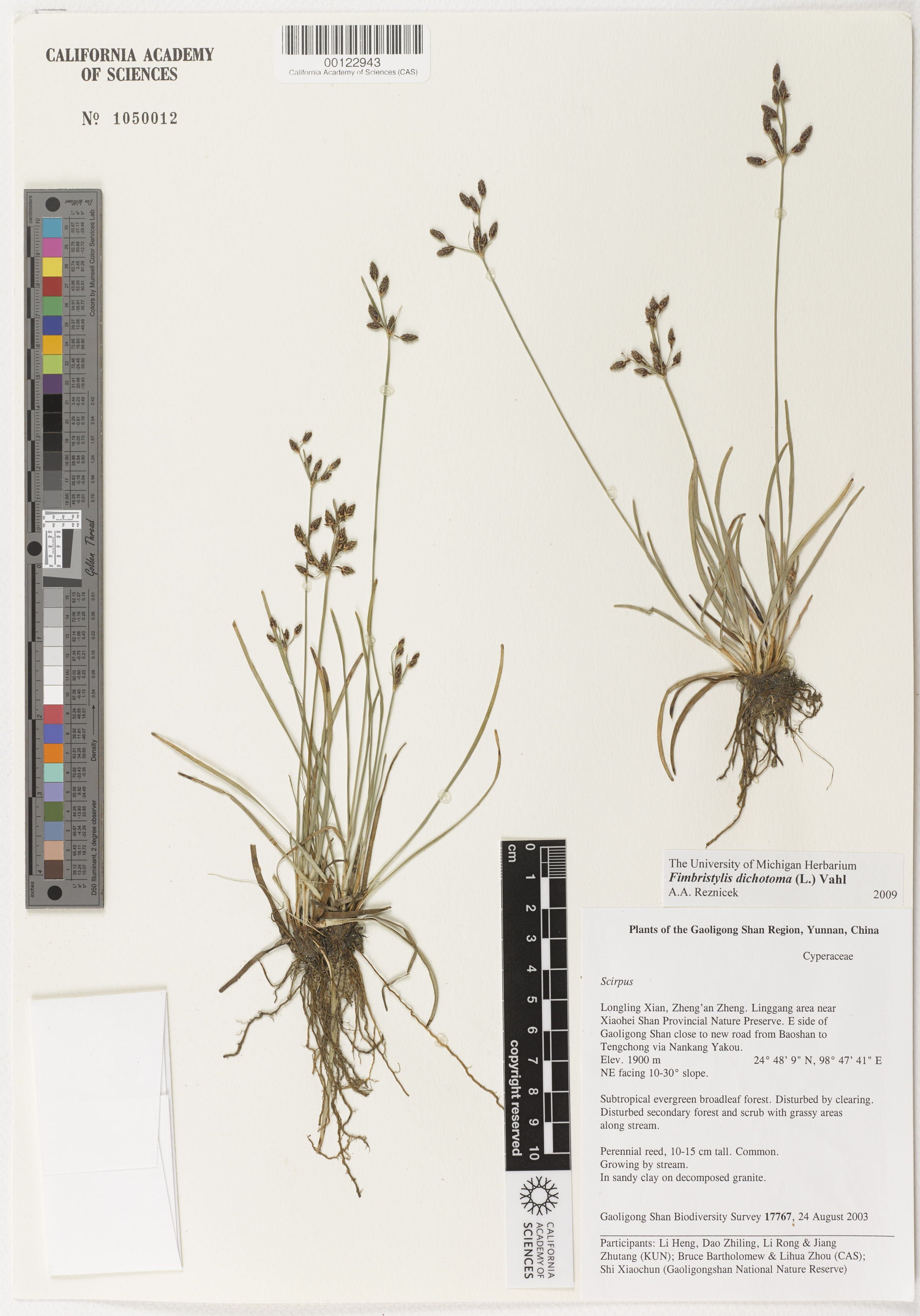 Fimbristylis dichotoma image