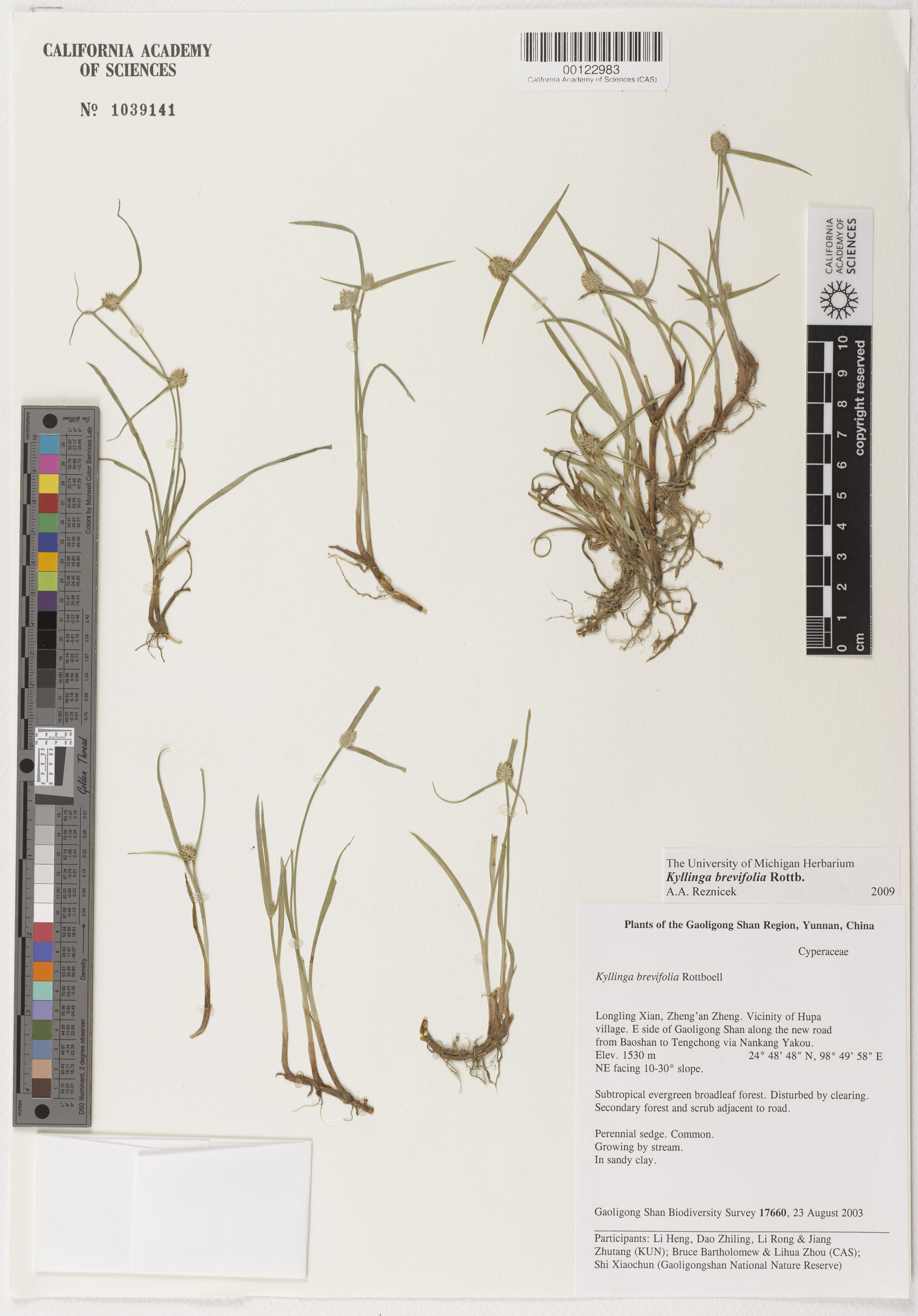 Kyllinga brevifolia image