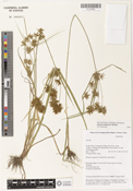Image of Cyperus amuricus