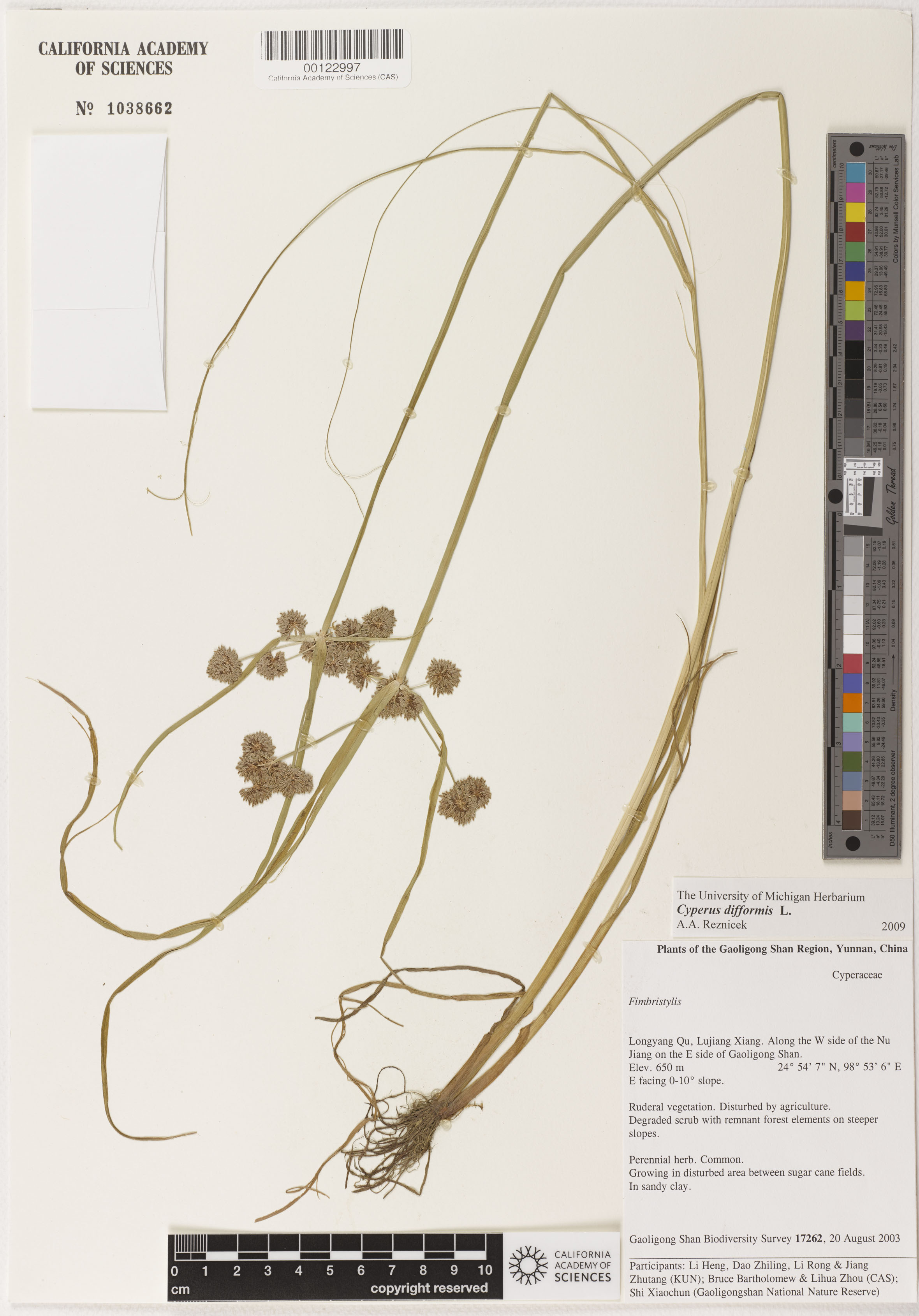 Cyperus difformis image