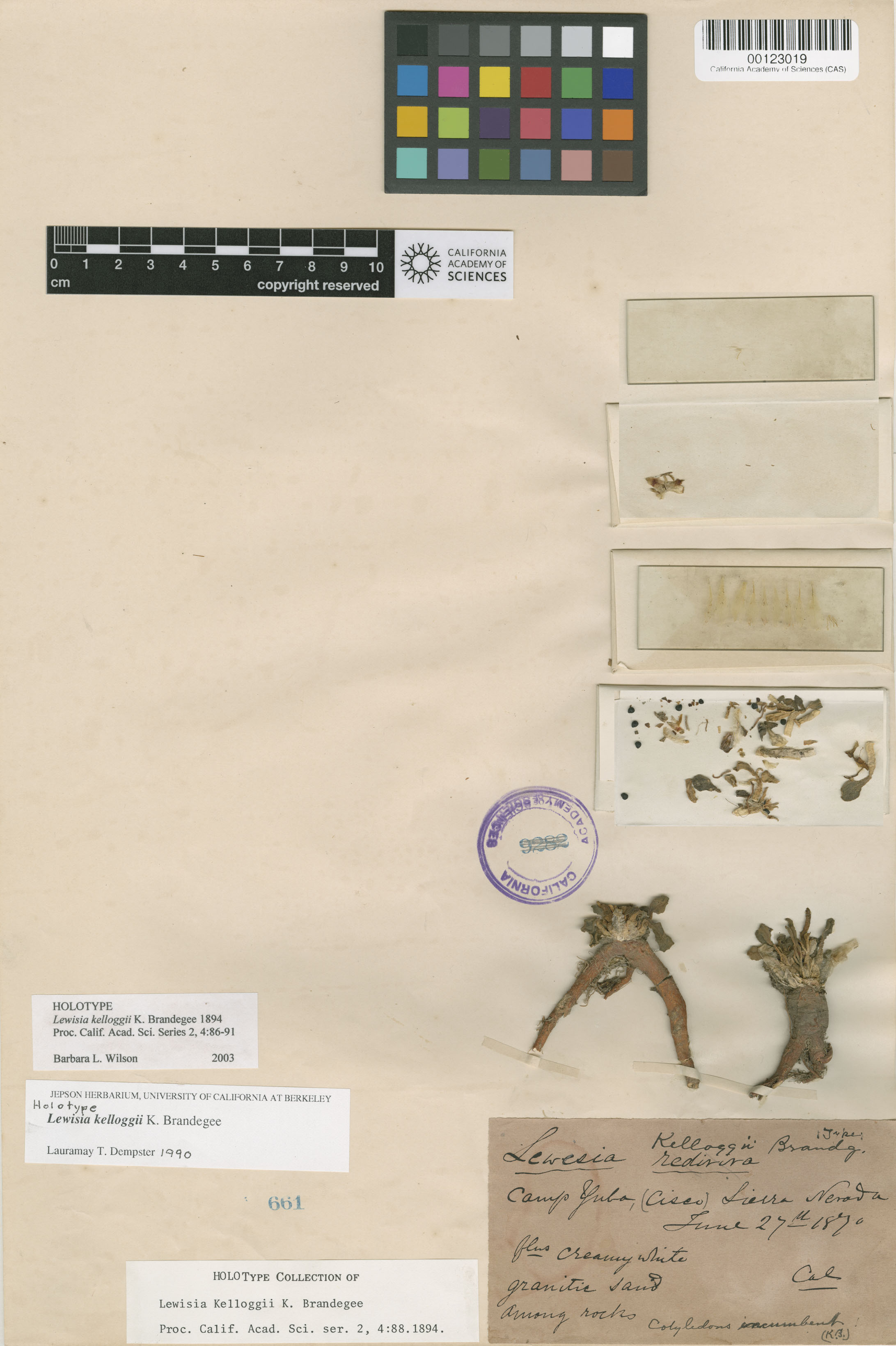 Lewisia kelloggii image