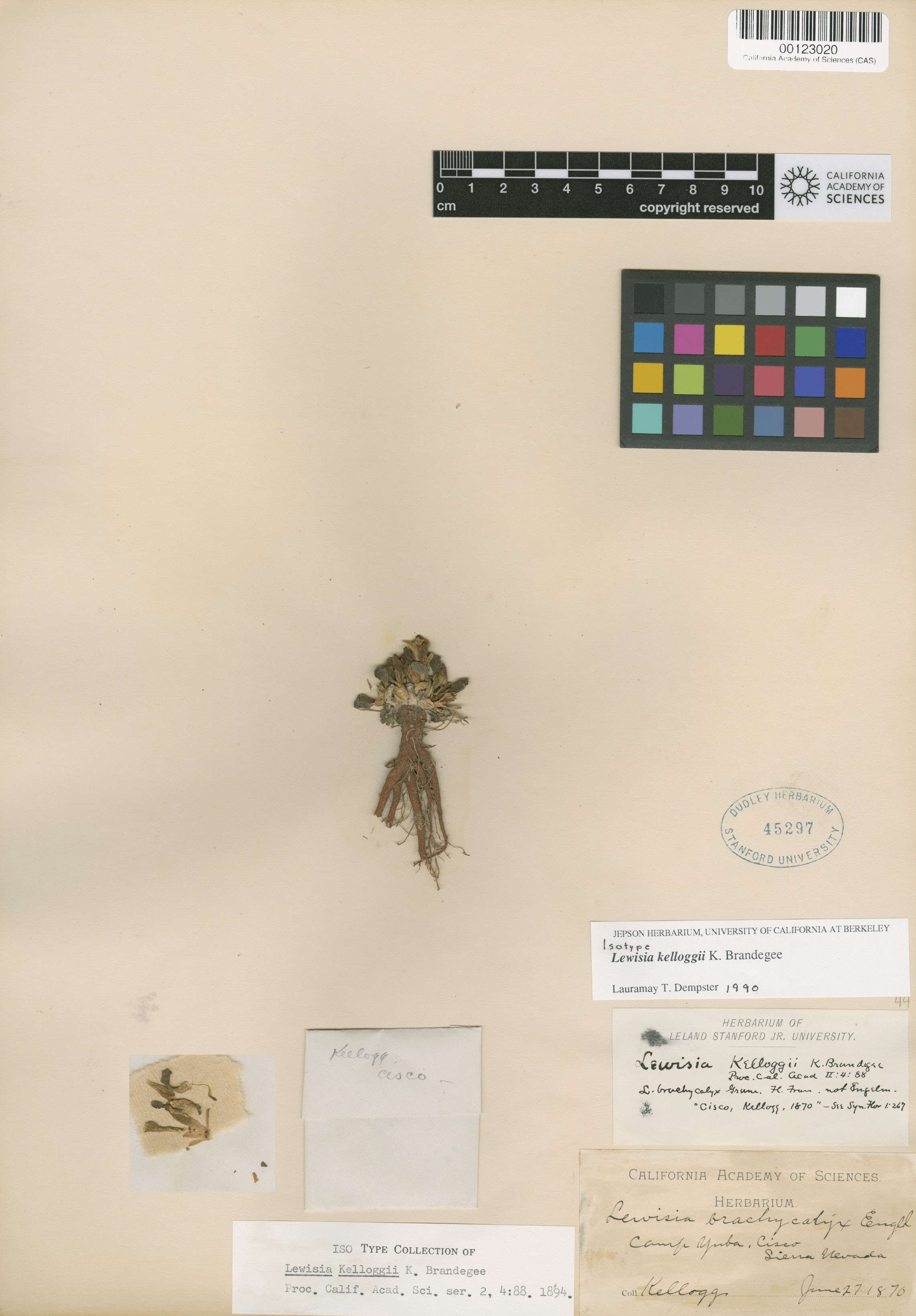 Lewisia kelloggii image