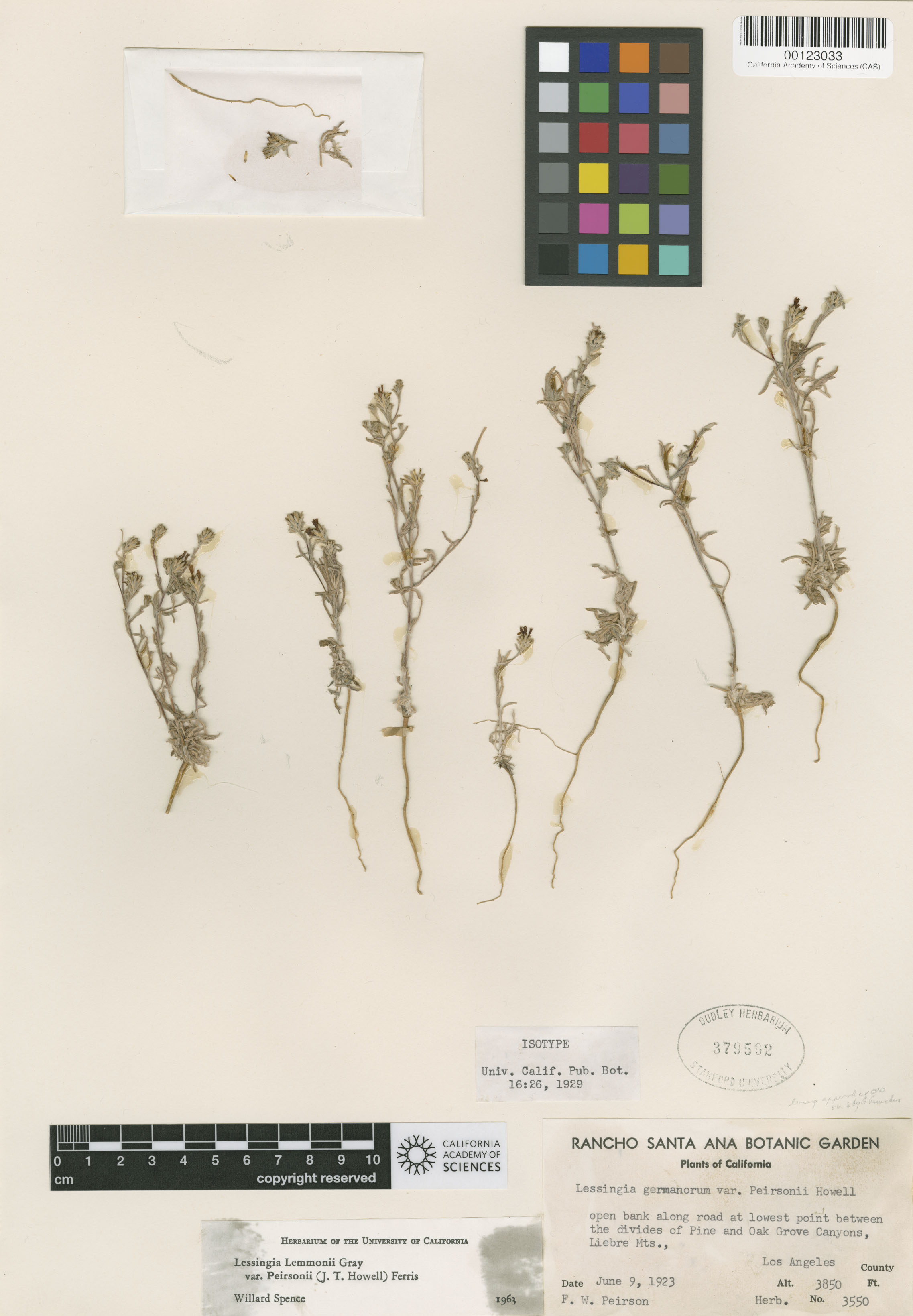 Lessingia glandulifera image