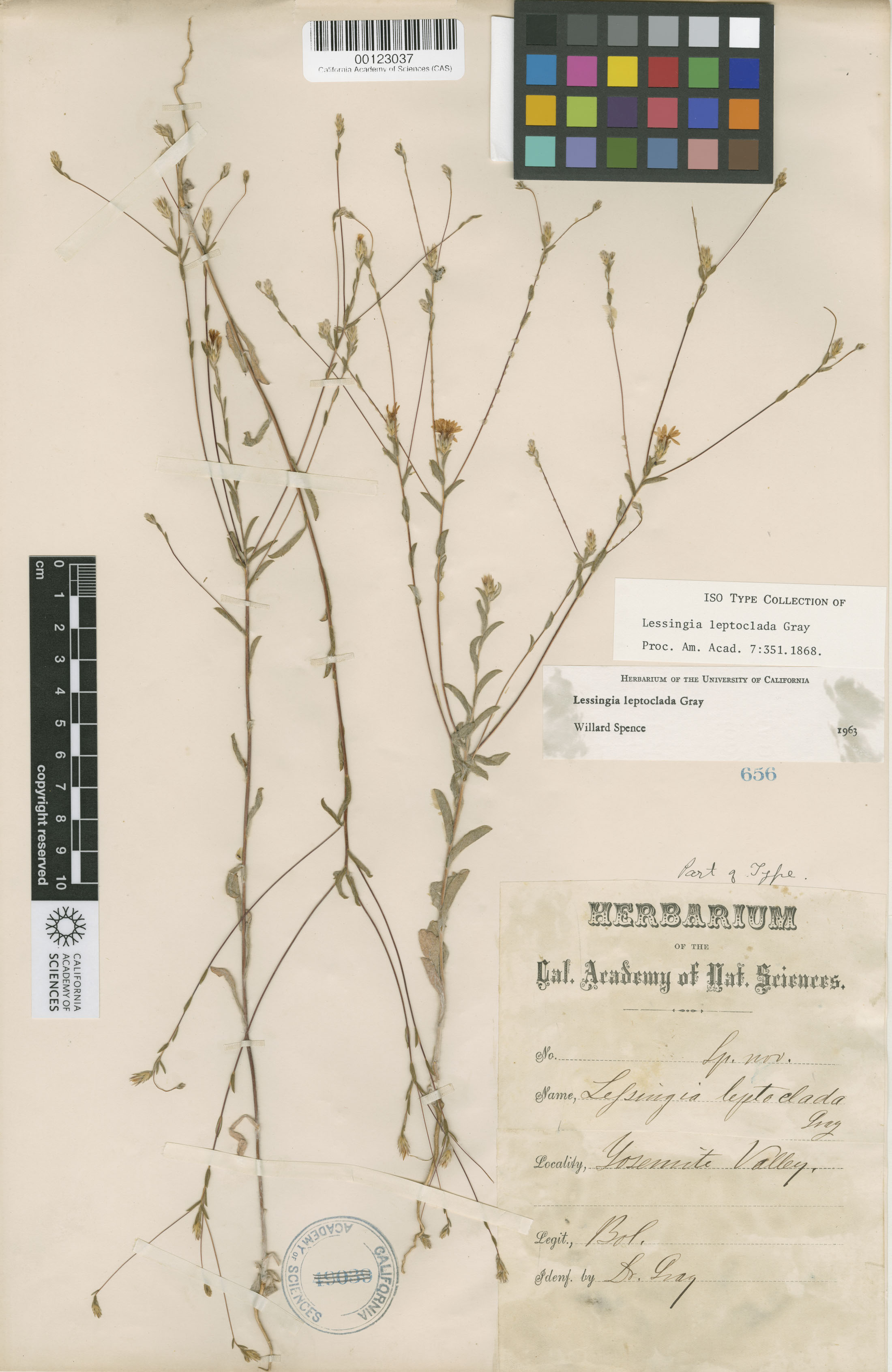 Lessingia leptoclada image