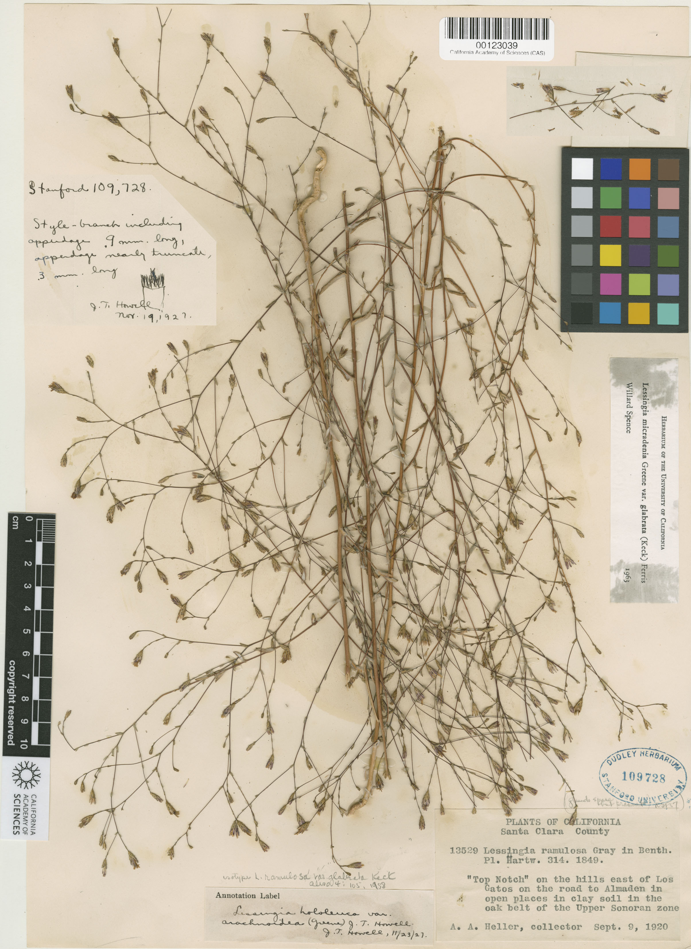Lessingia micradenia var. glabrata image