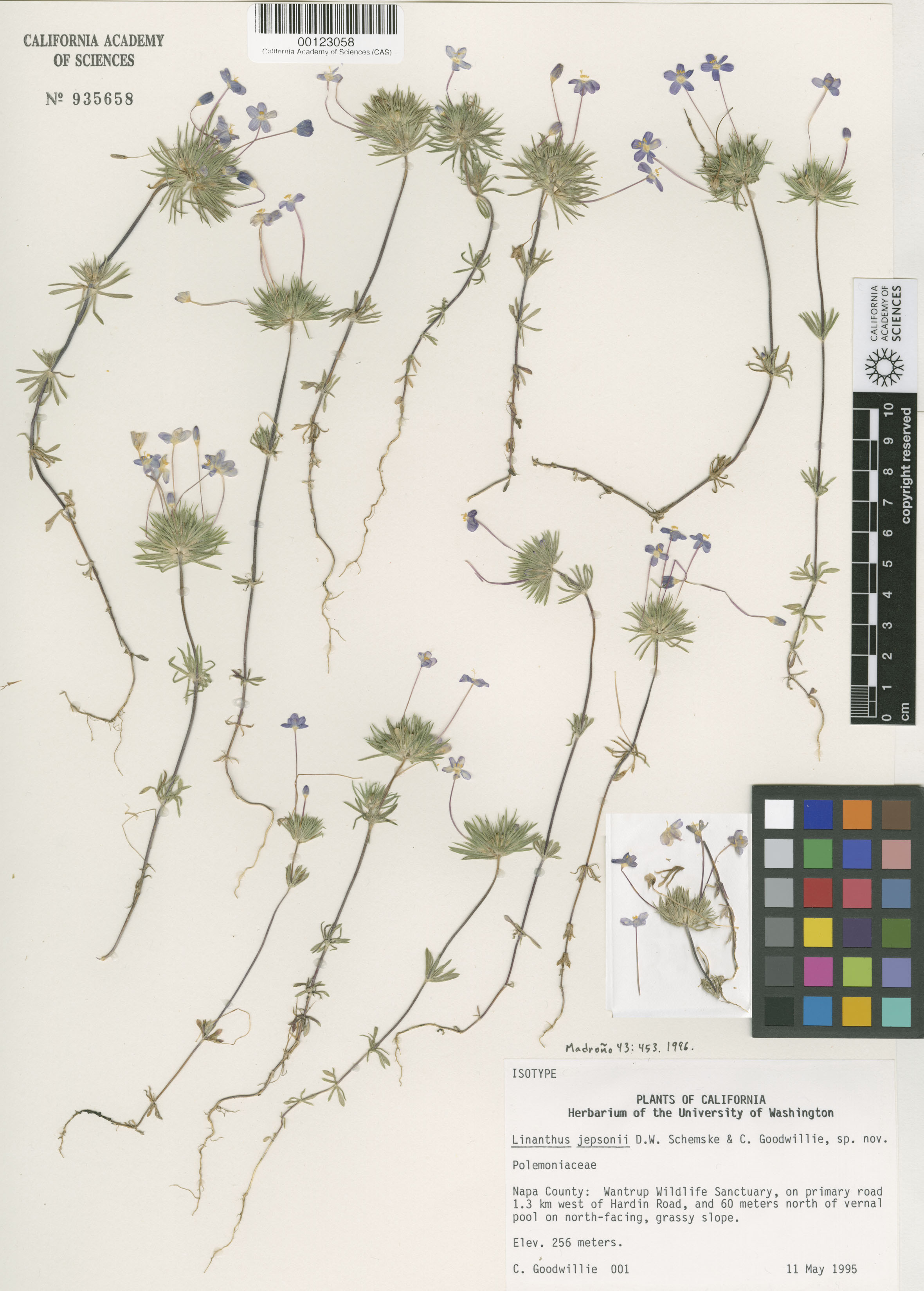 Leptosiphon jepsonii image