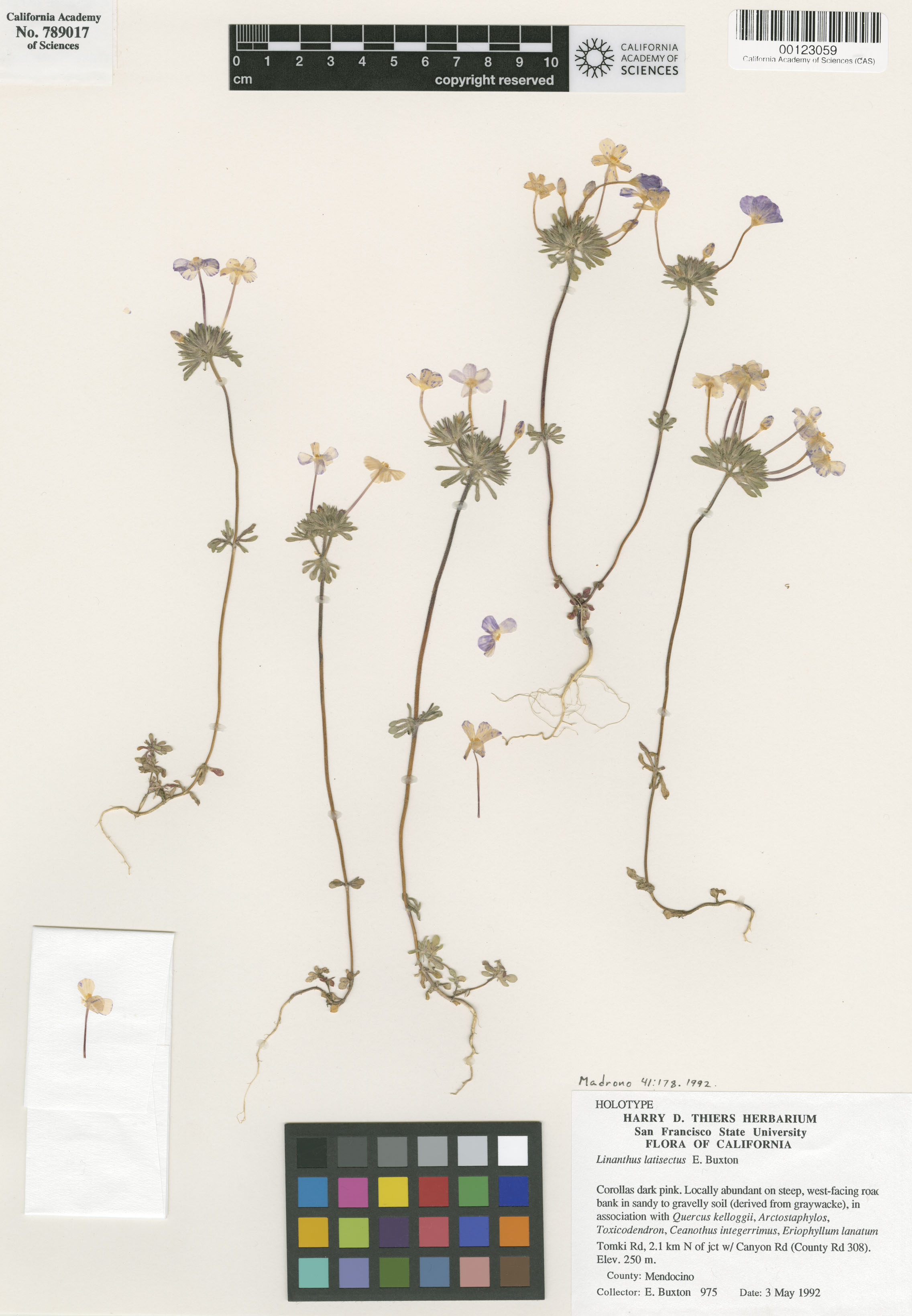 Leptosiphon latisectus image