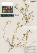 Limnanthes douglasii image