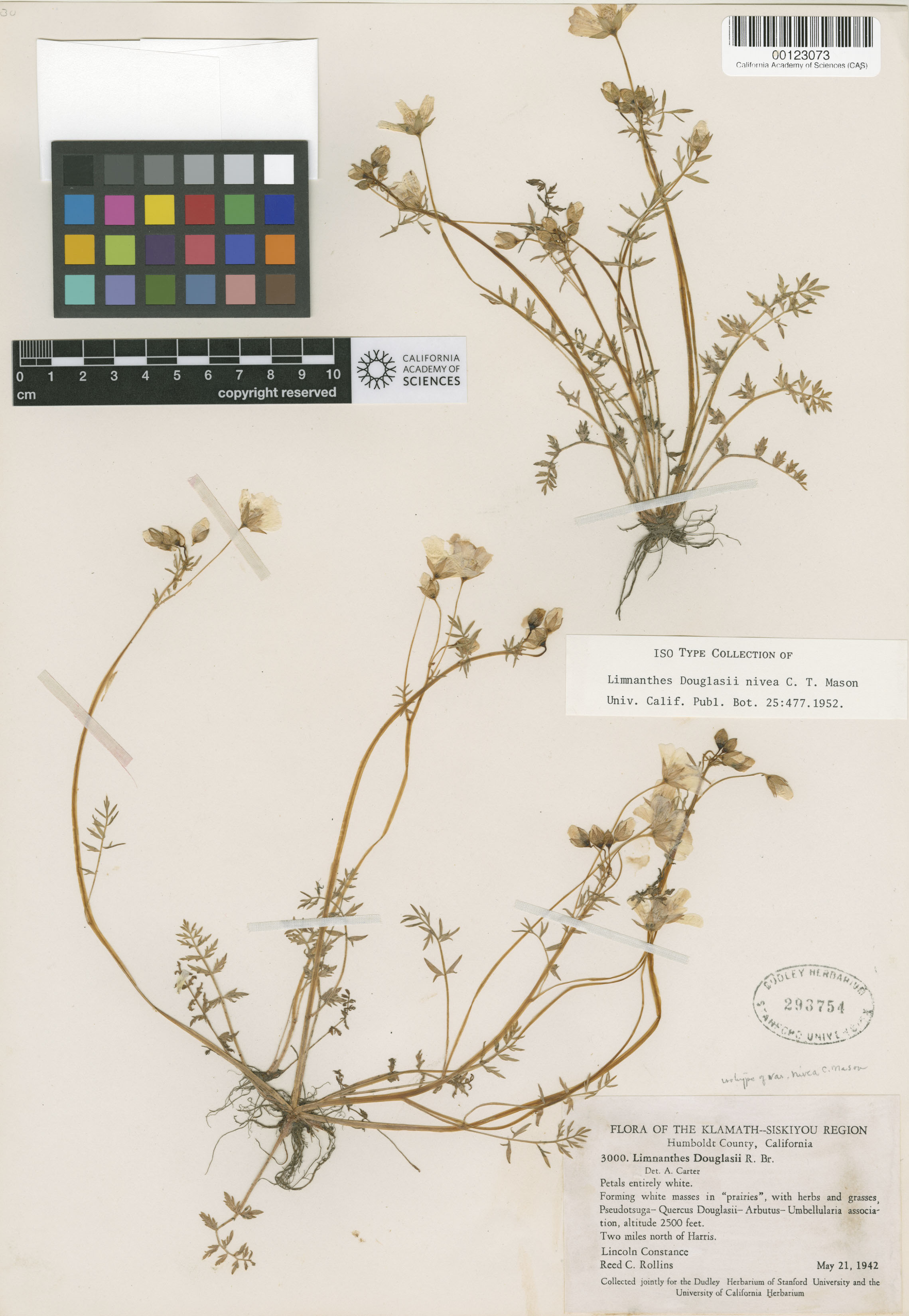 Limnanthes douglasii image