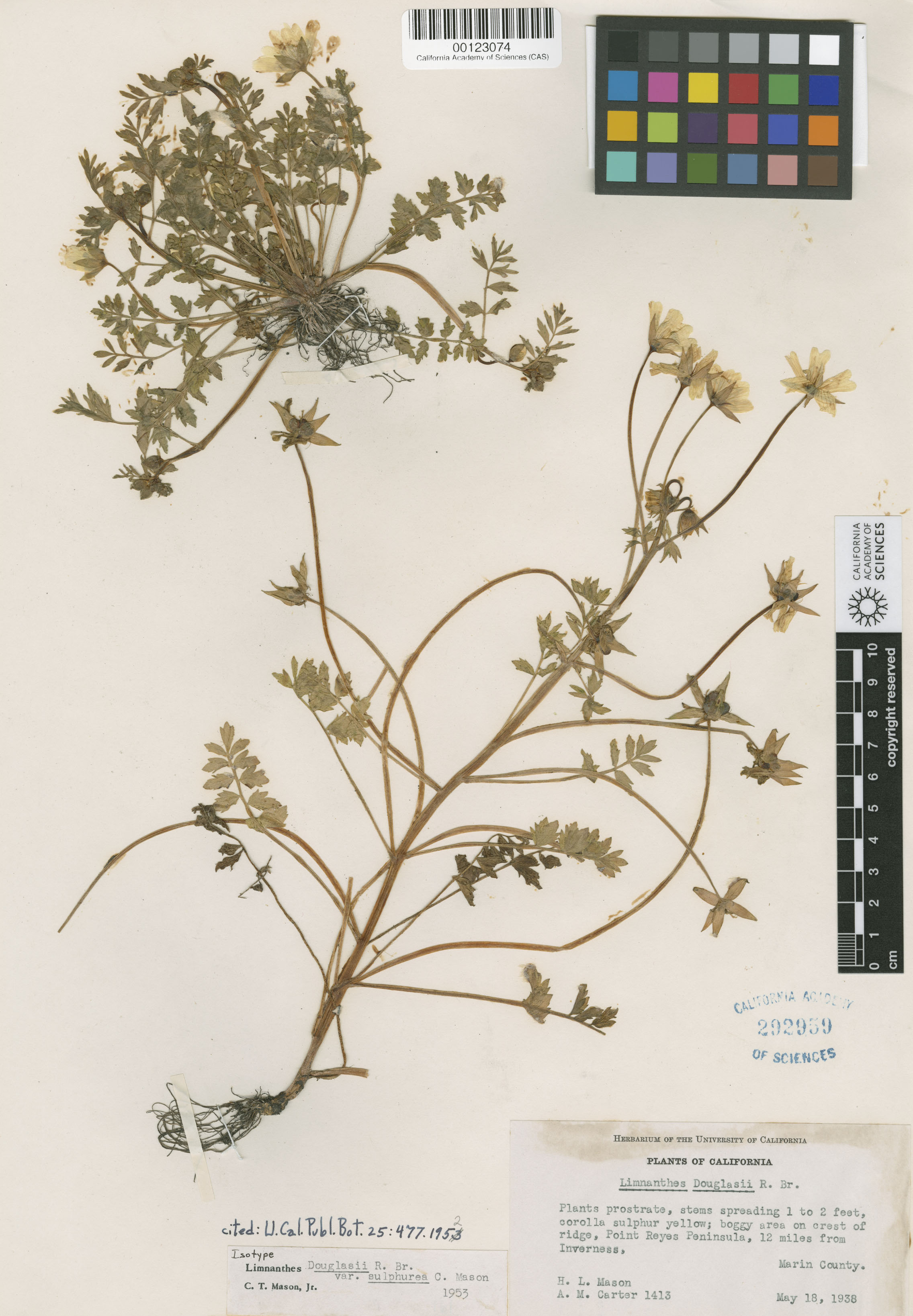 Limnanthes douglasii image
