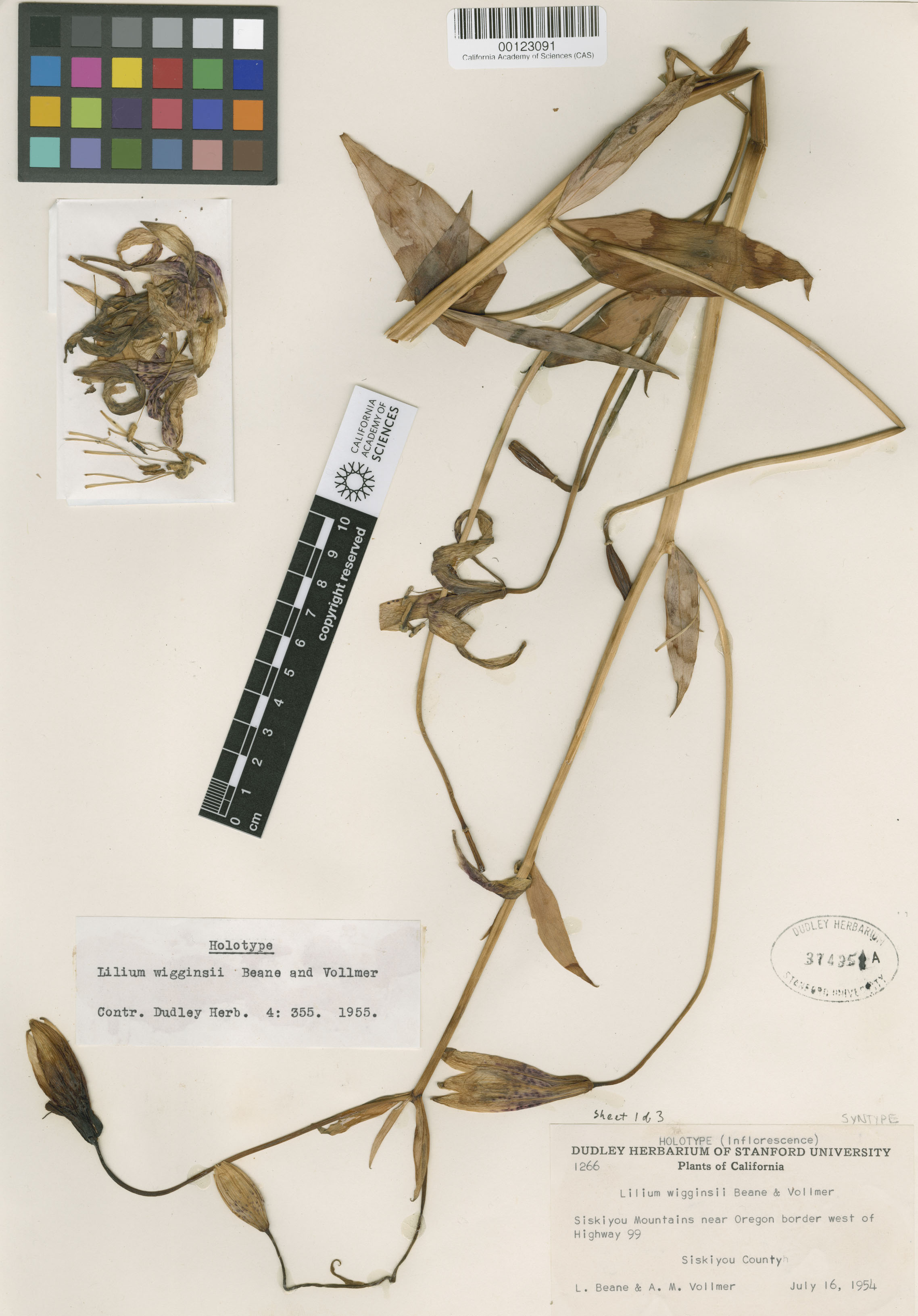 Lilium wigginsii image