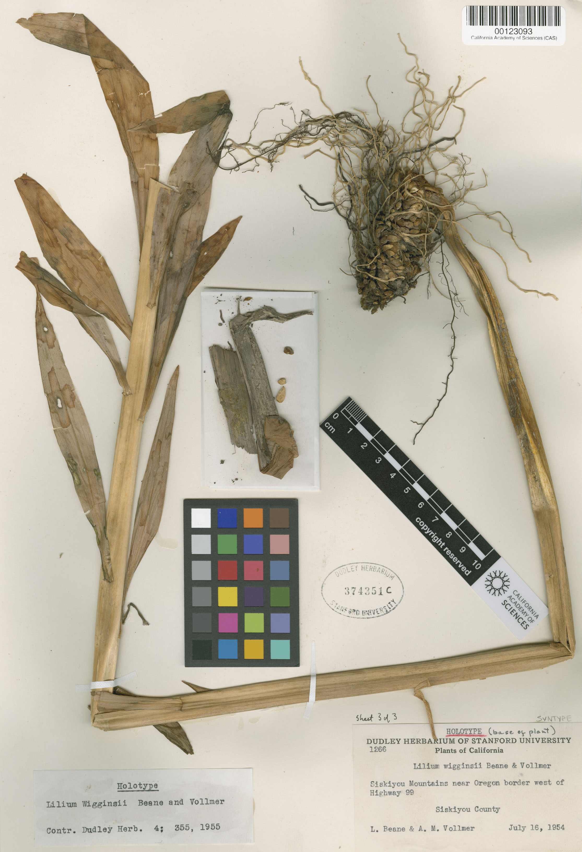 Lilium wigginsii image