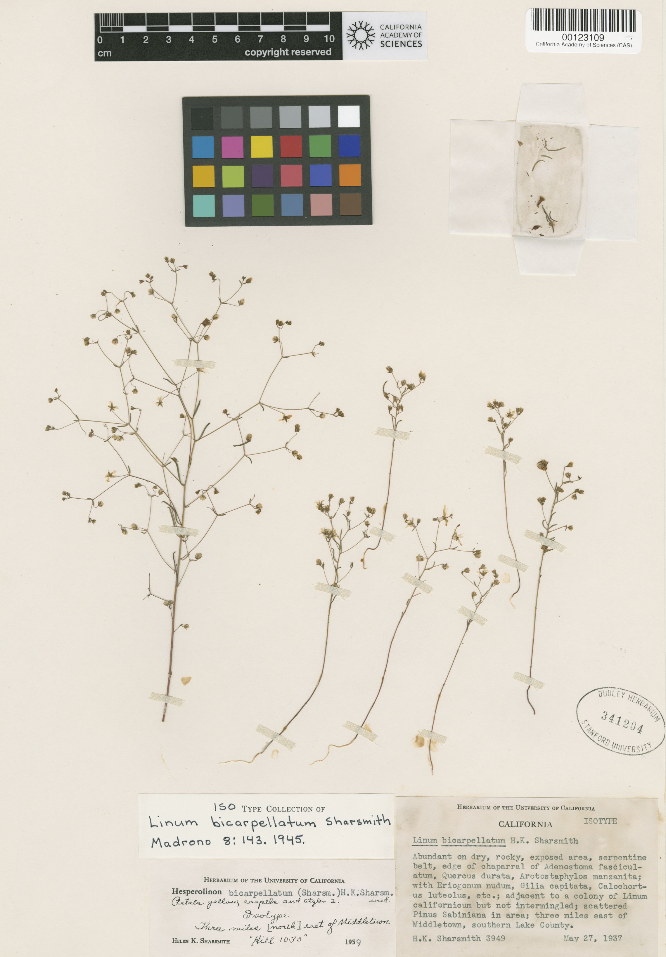 Hesperolinon bicarpellatum image