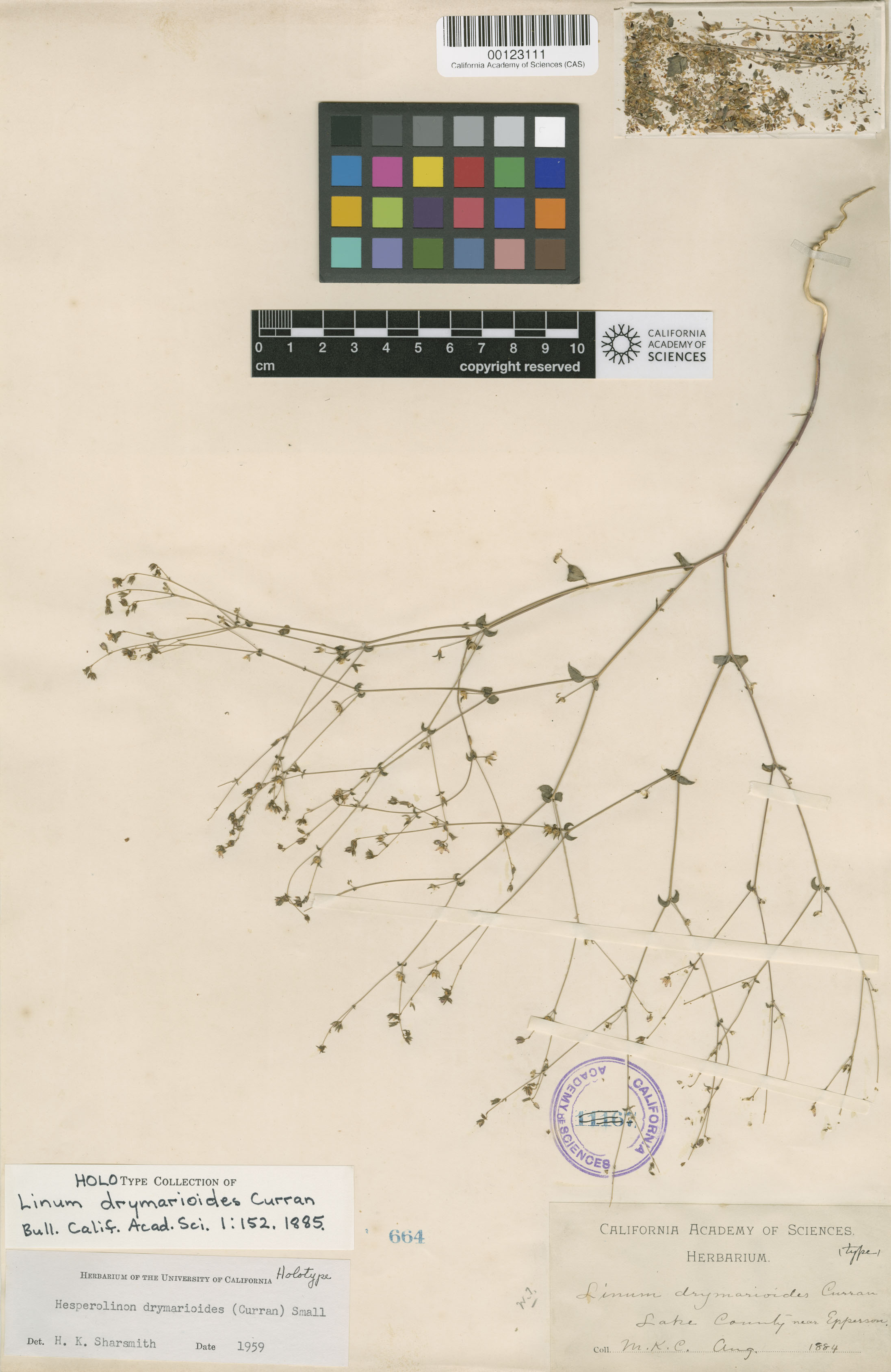 Hesperolinon drymarioides image
