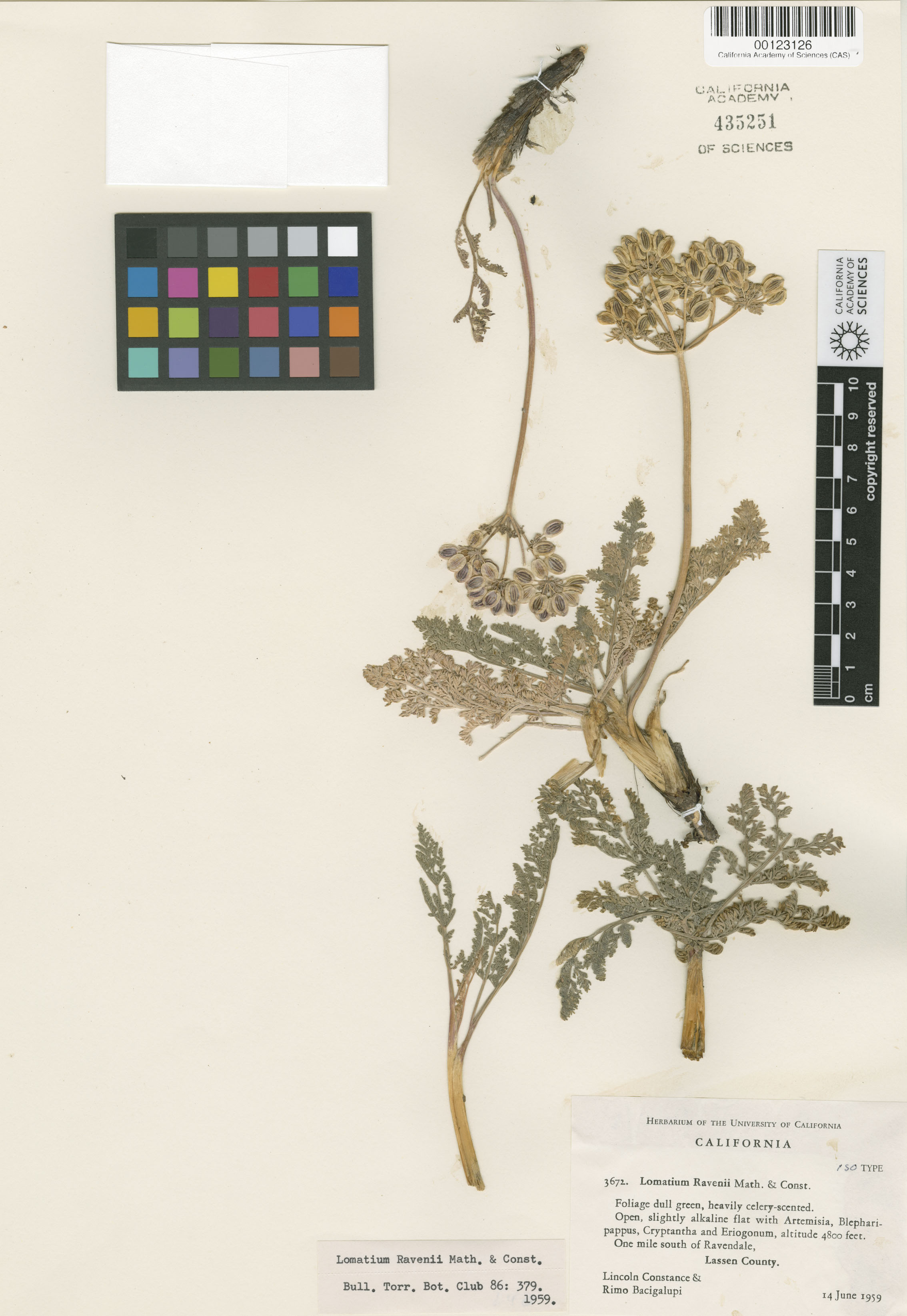 Lomatium ravenii image