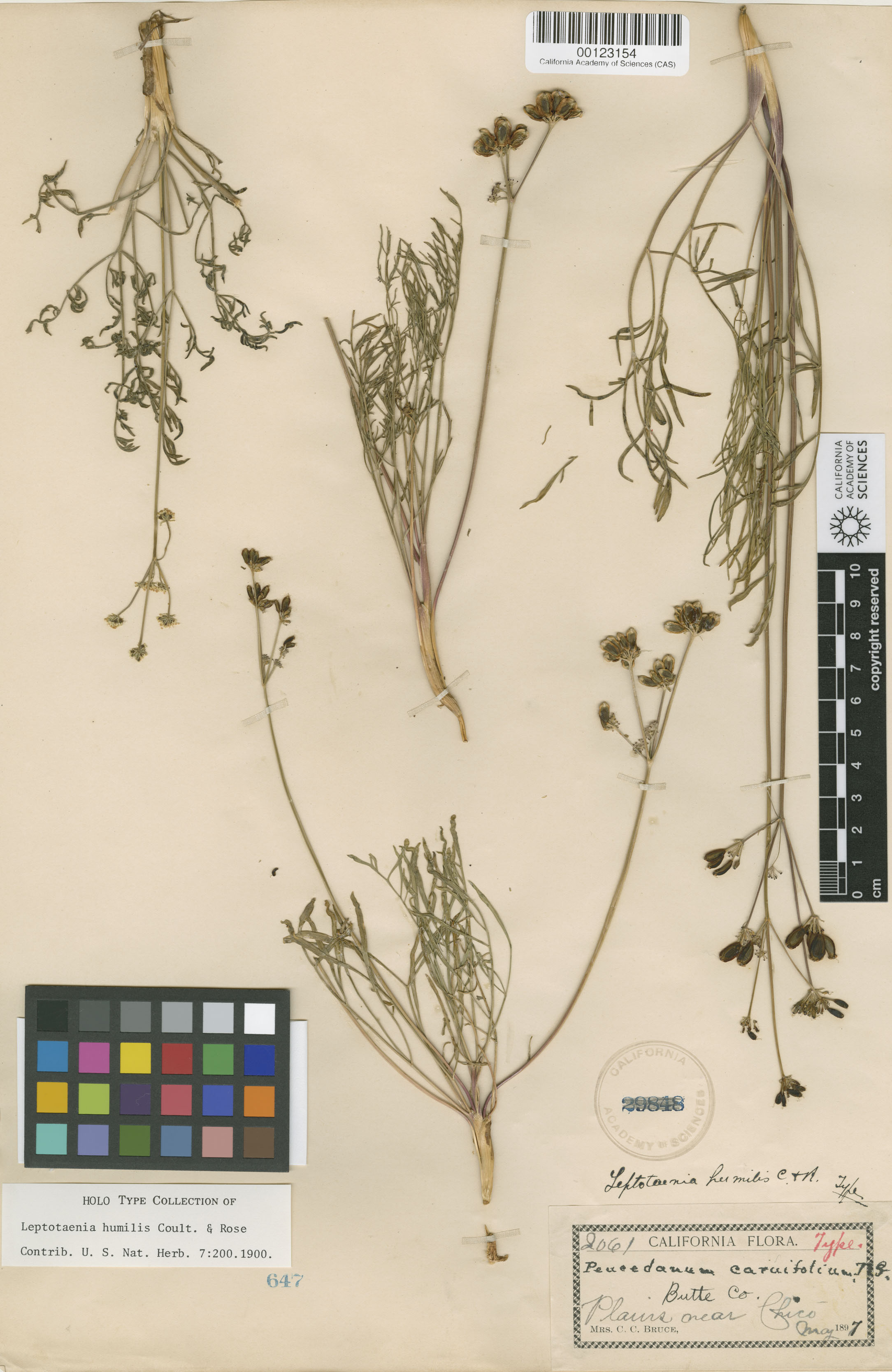 Leptotaenia image