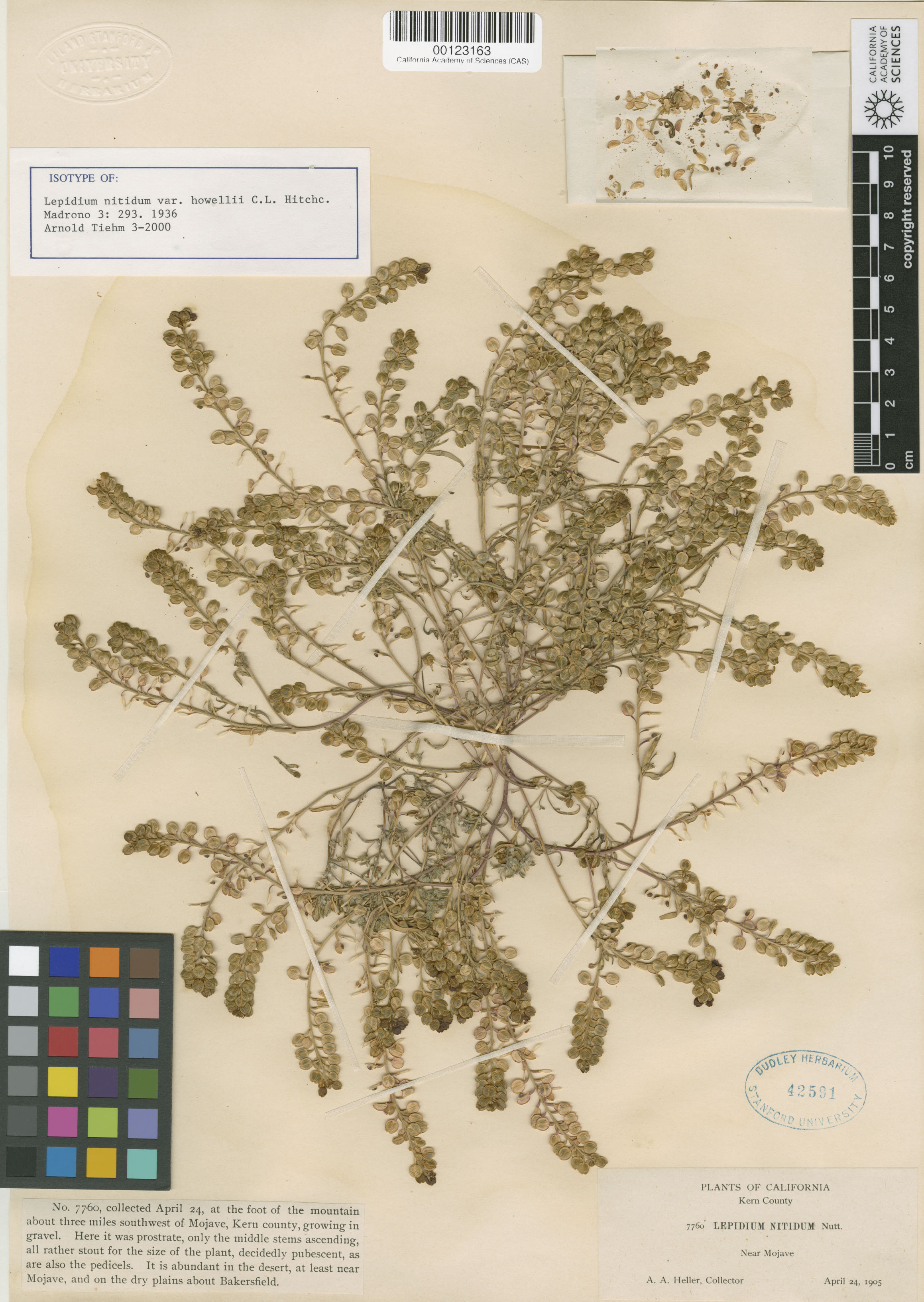 Lepidium nitidum image