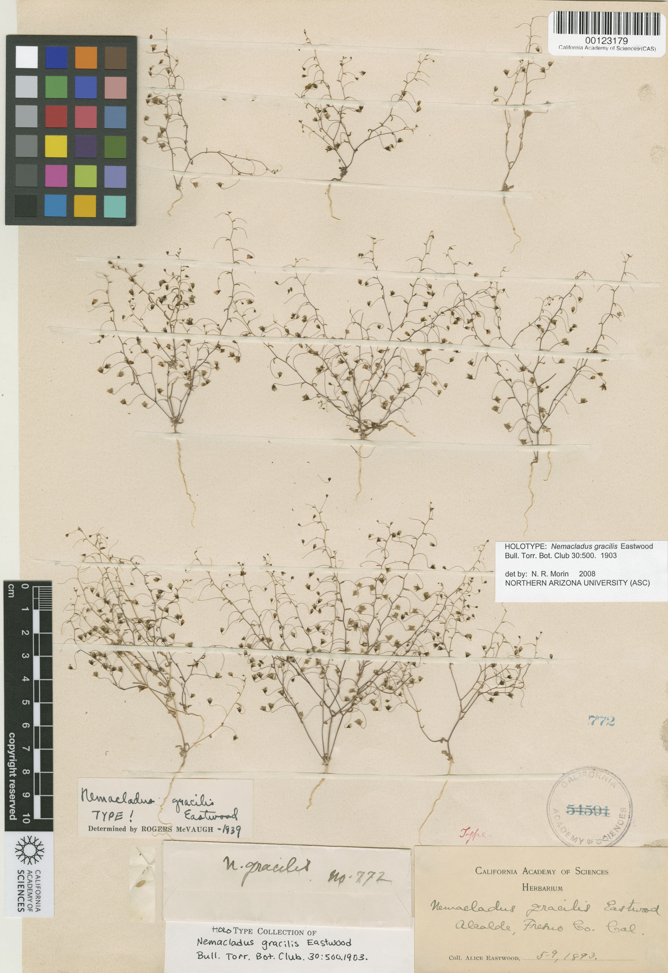 Nemacladus gracilis image