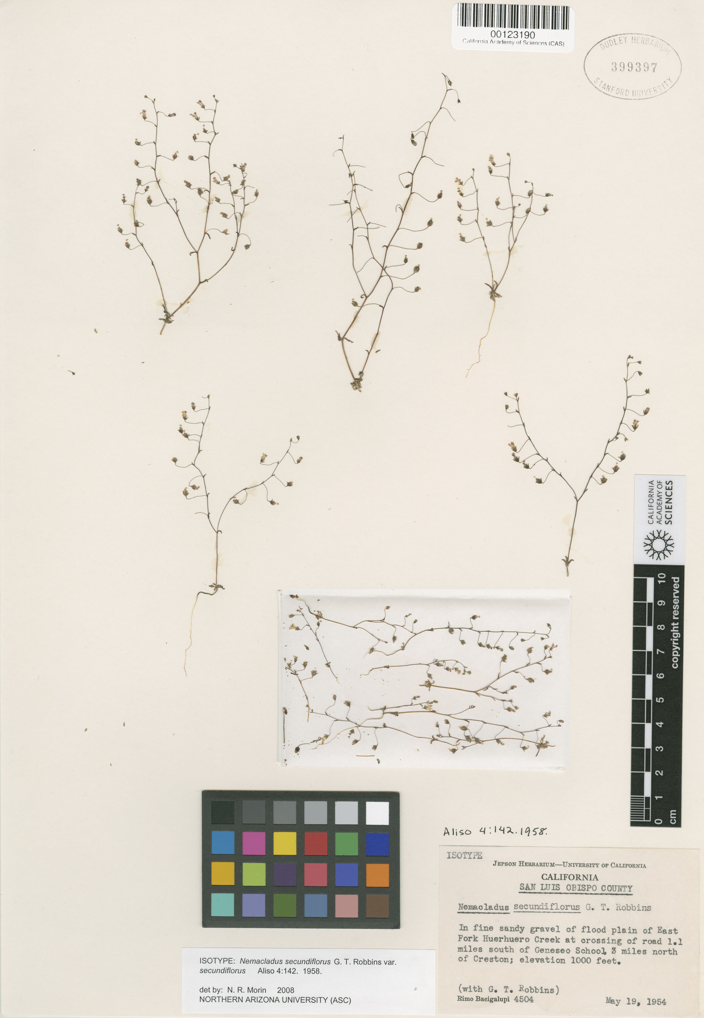 Nemacladus secundiflorus image