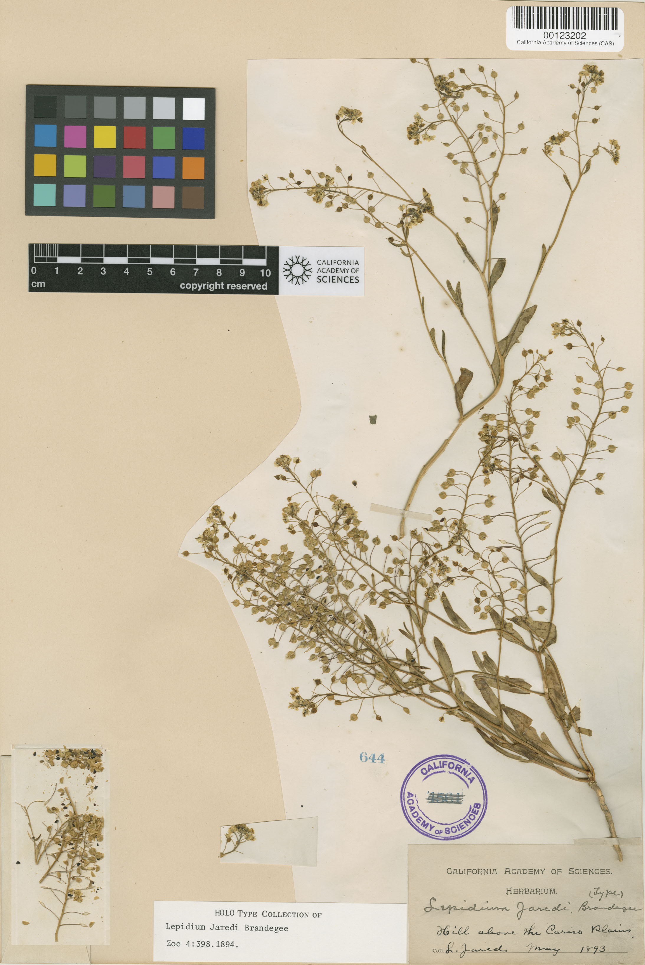 Lepidium jaredii image