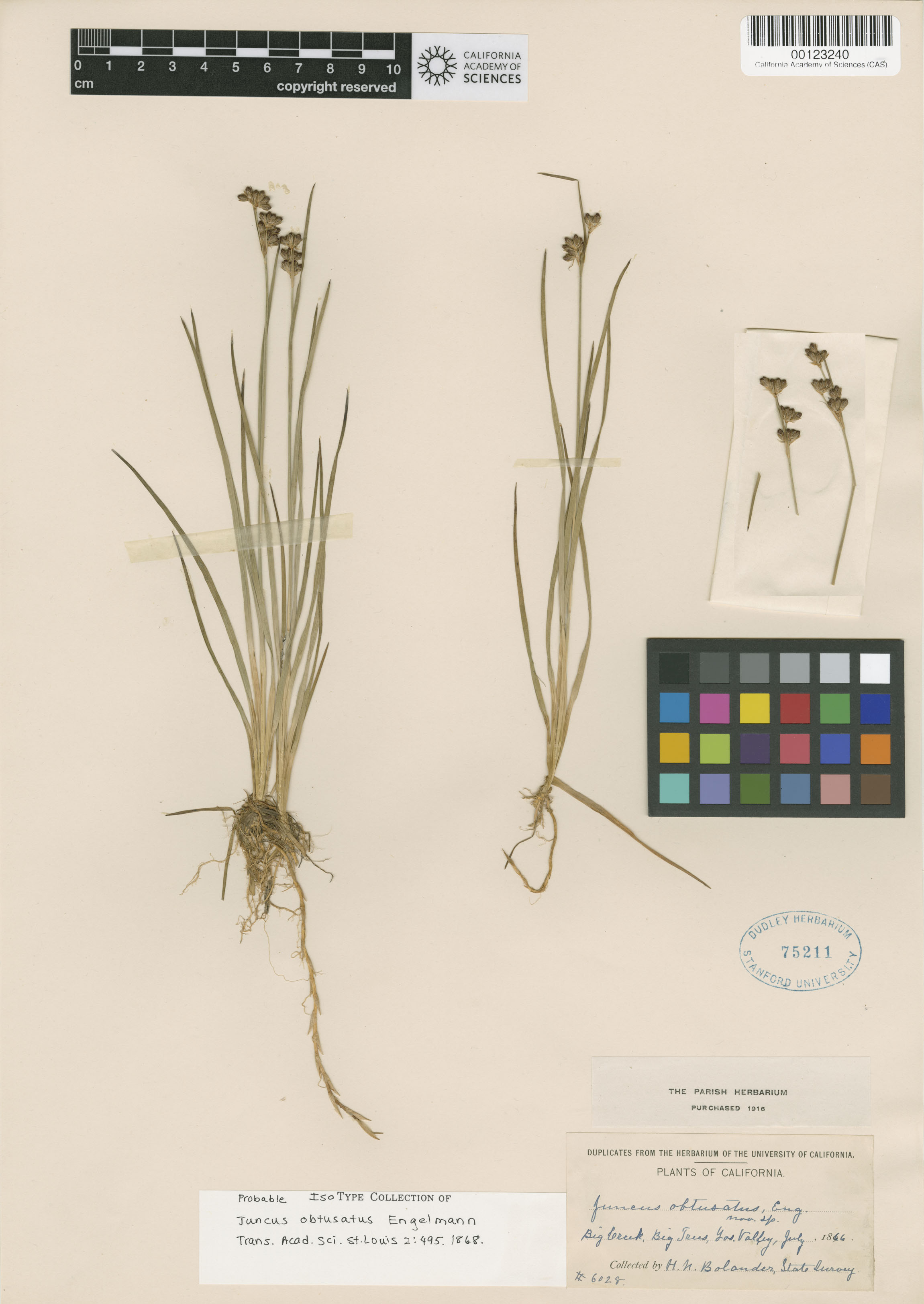 Juncus obtusatus image