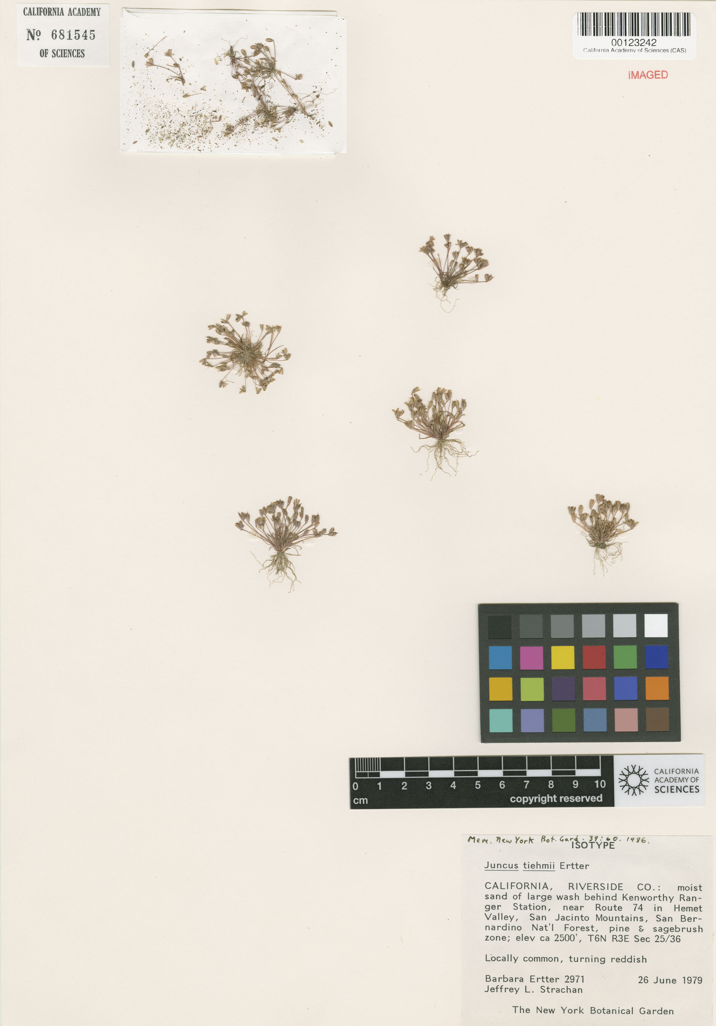 Juncus tiehmii image