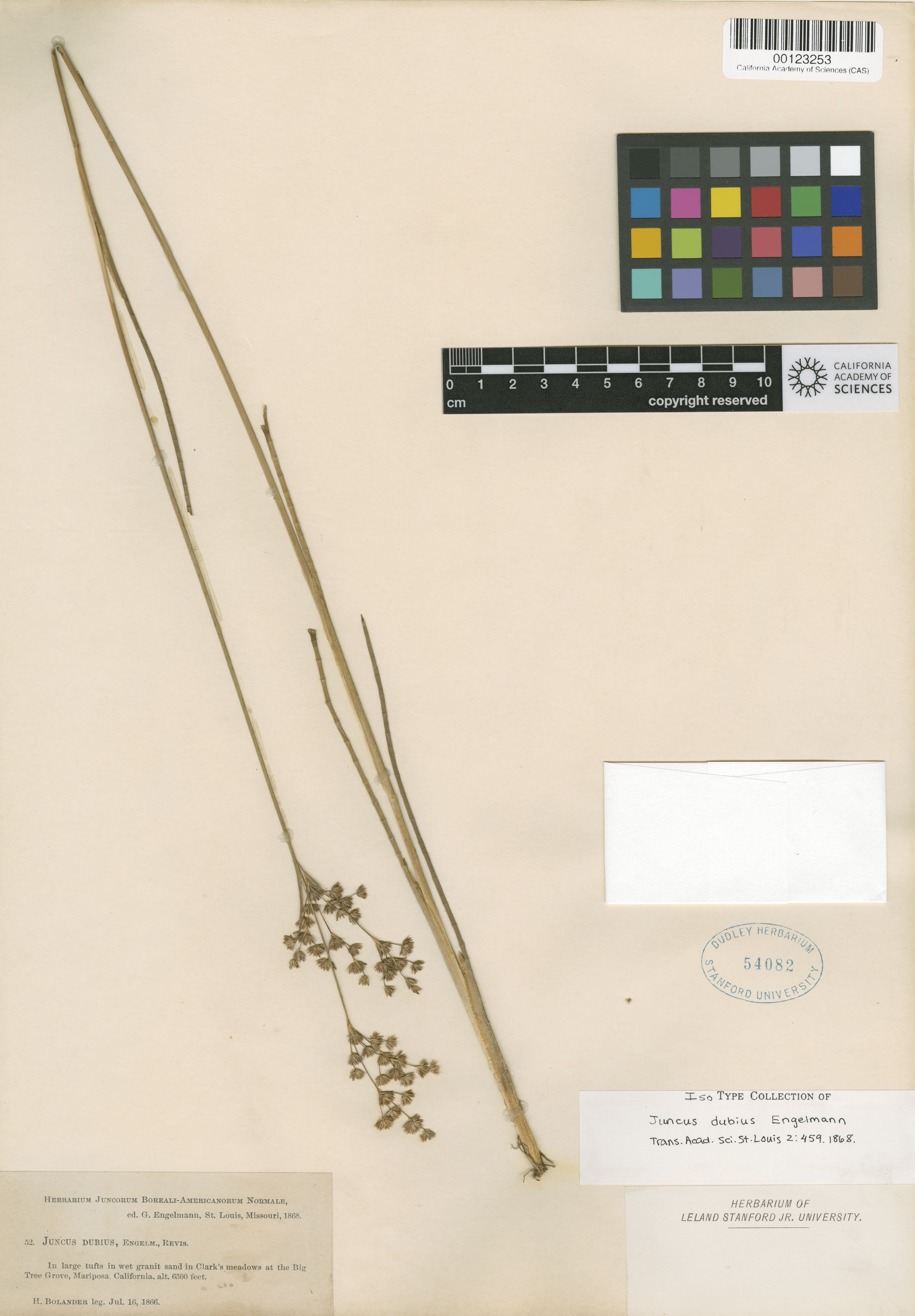 Juncus dubius image