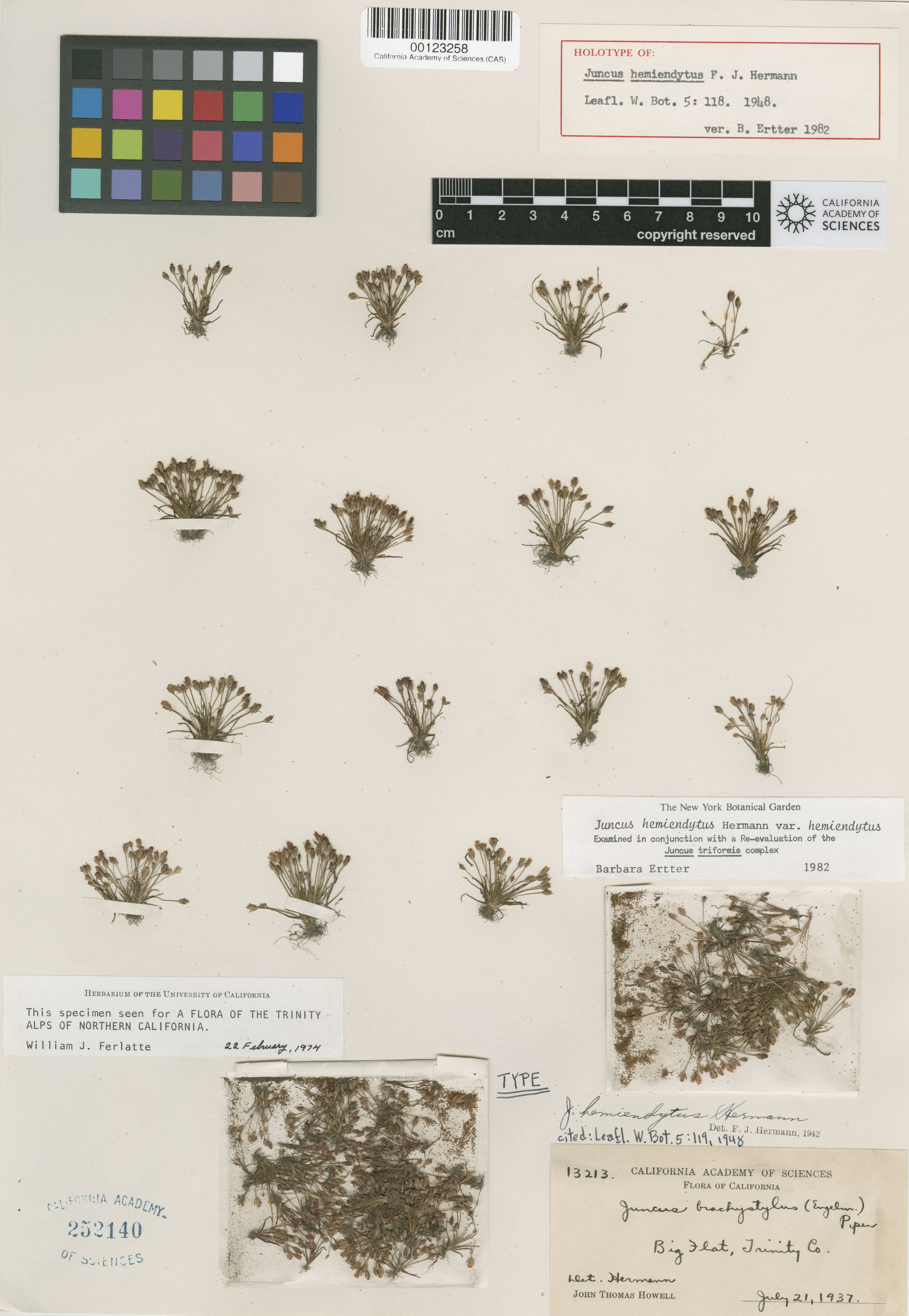 Juncus hemiendytus var. hemiendytus image