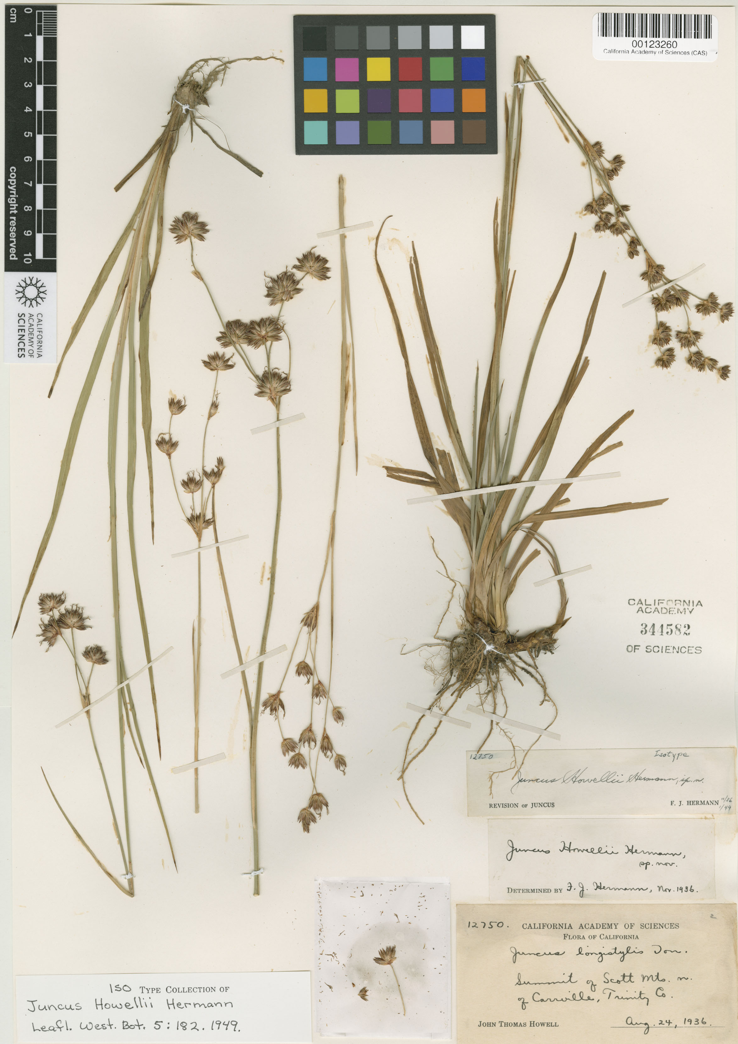 Juncus howellii image