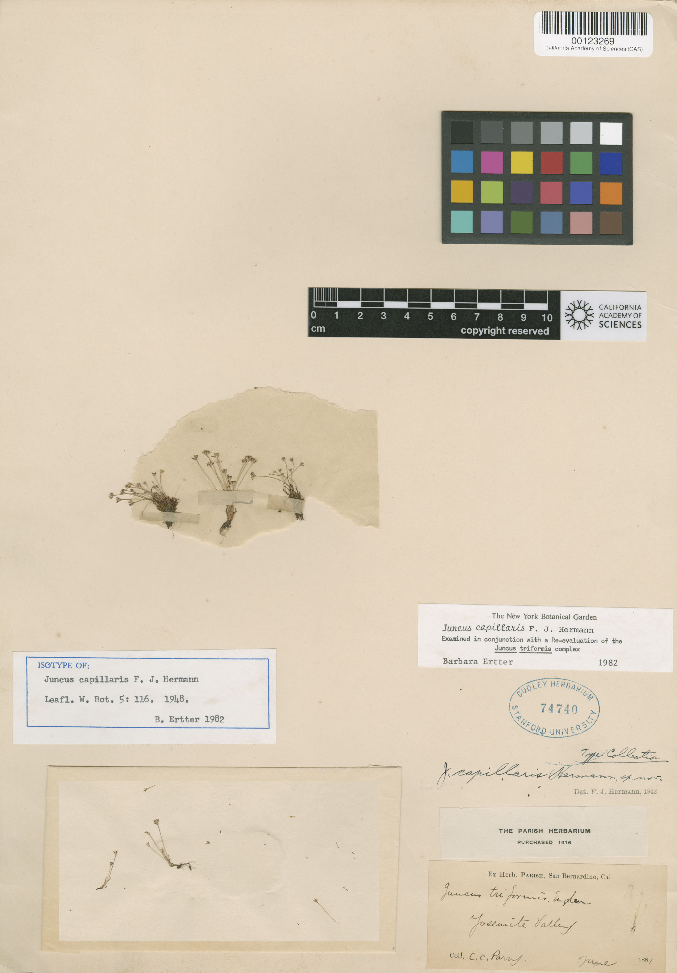 Juncus capillaris image