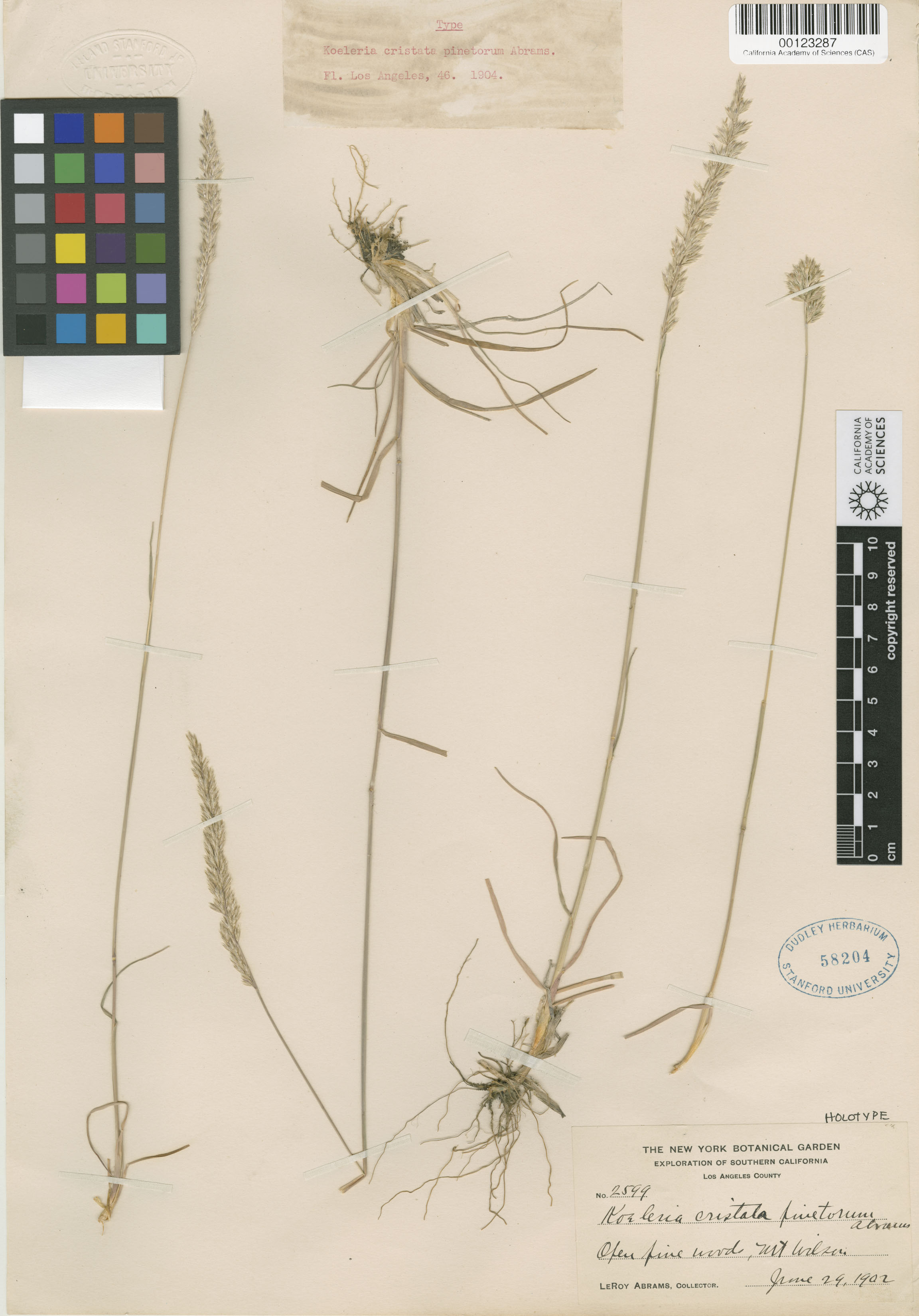 Koeleria macrantha image