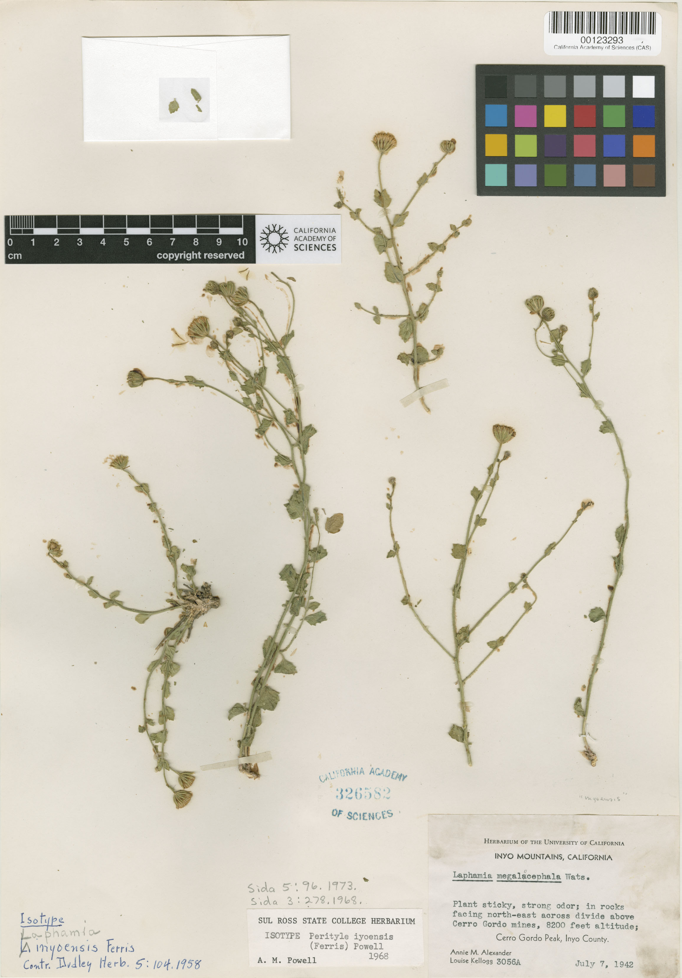 Perityle inyoensis image