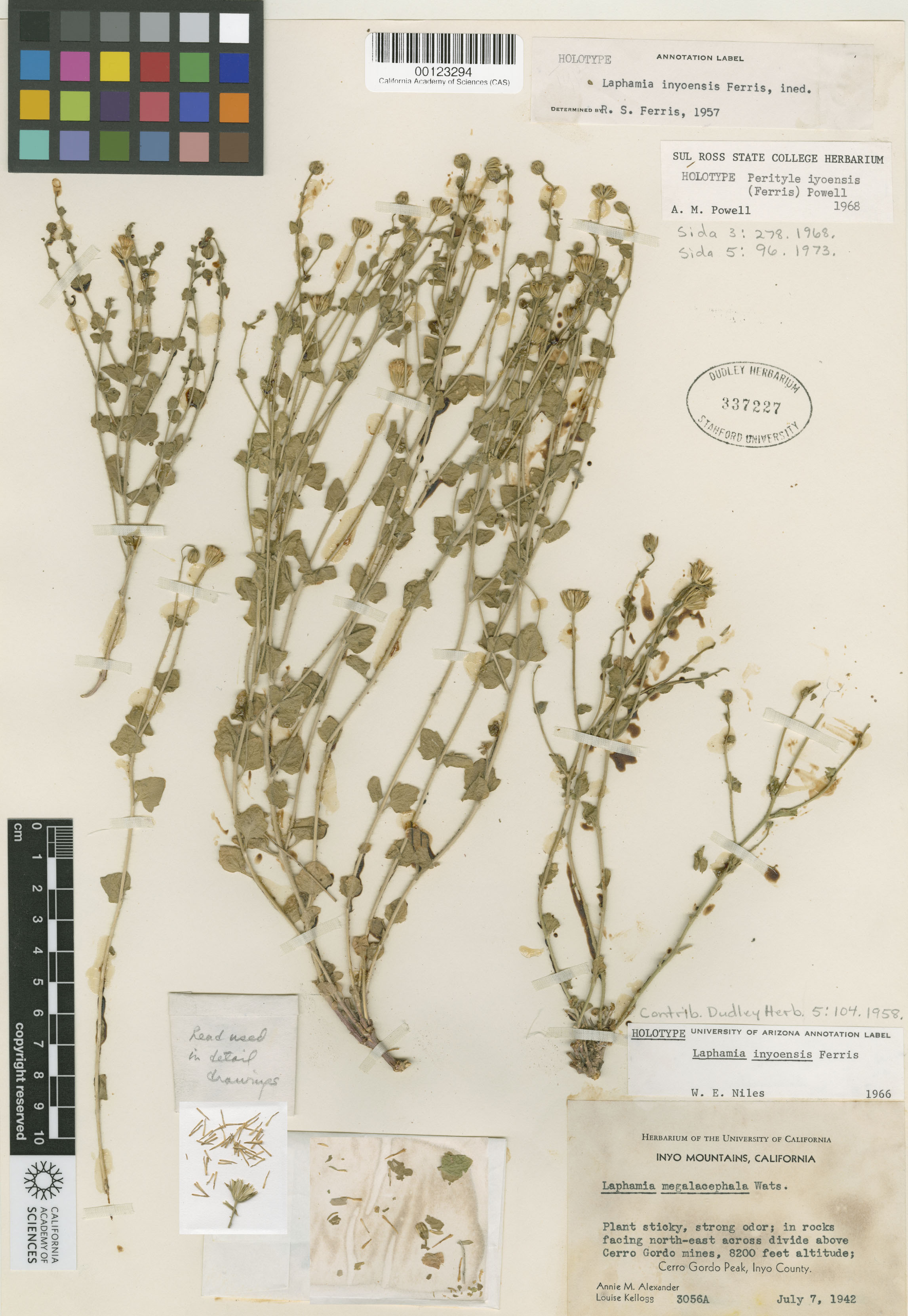 Perityle inyoensis image