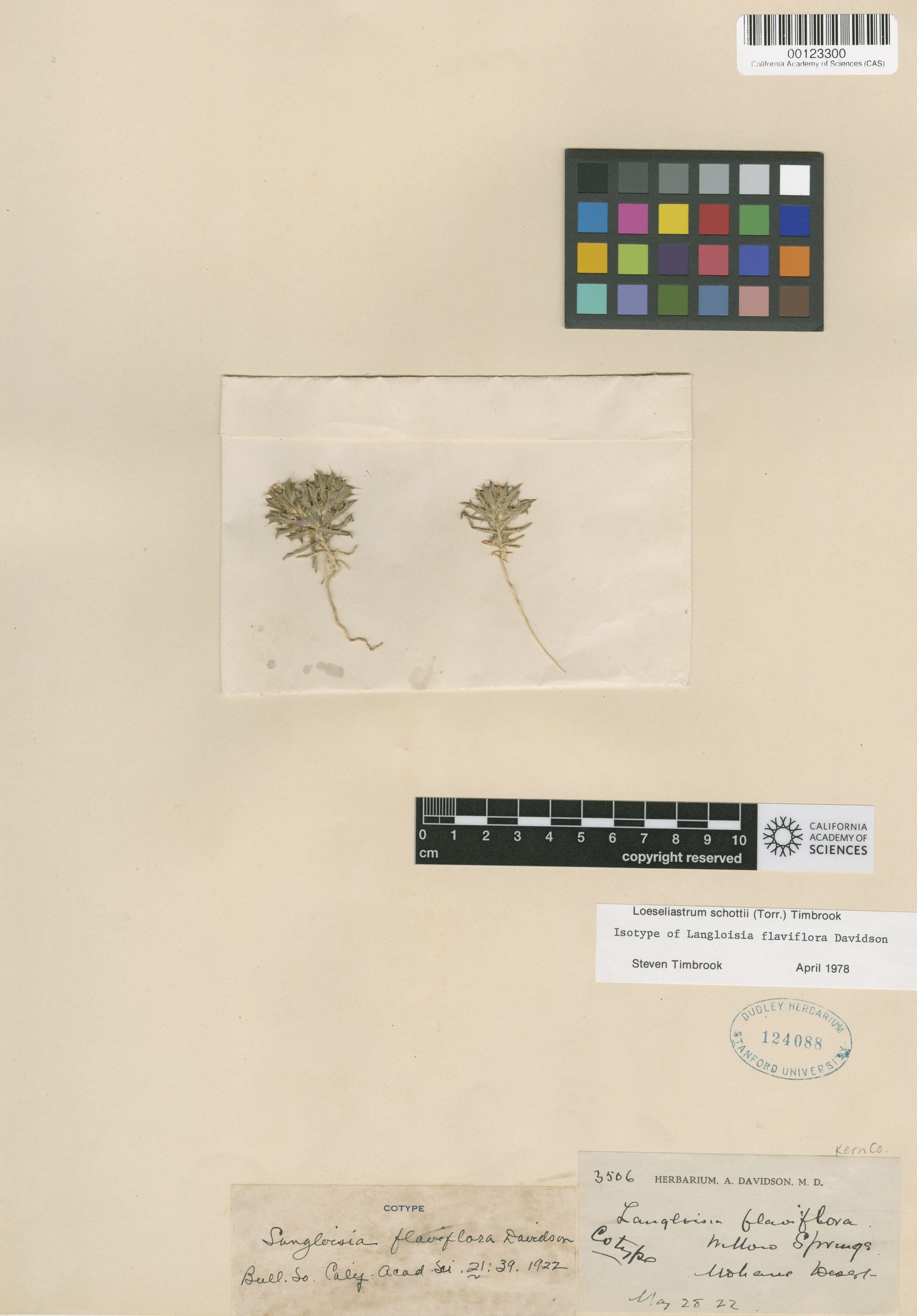 Loeseliastrum schottii image